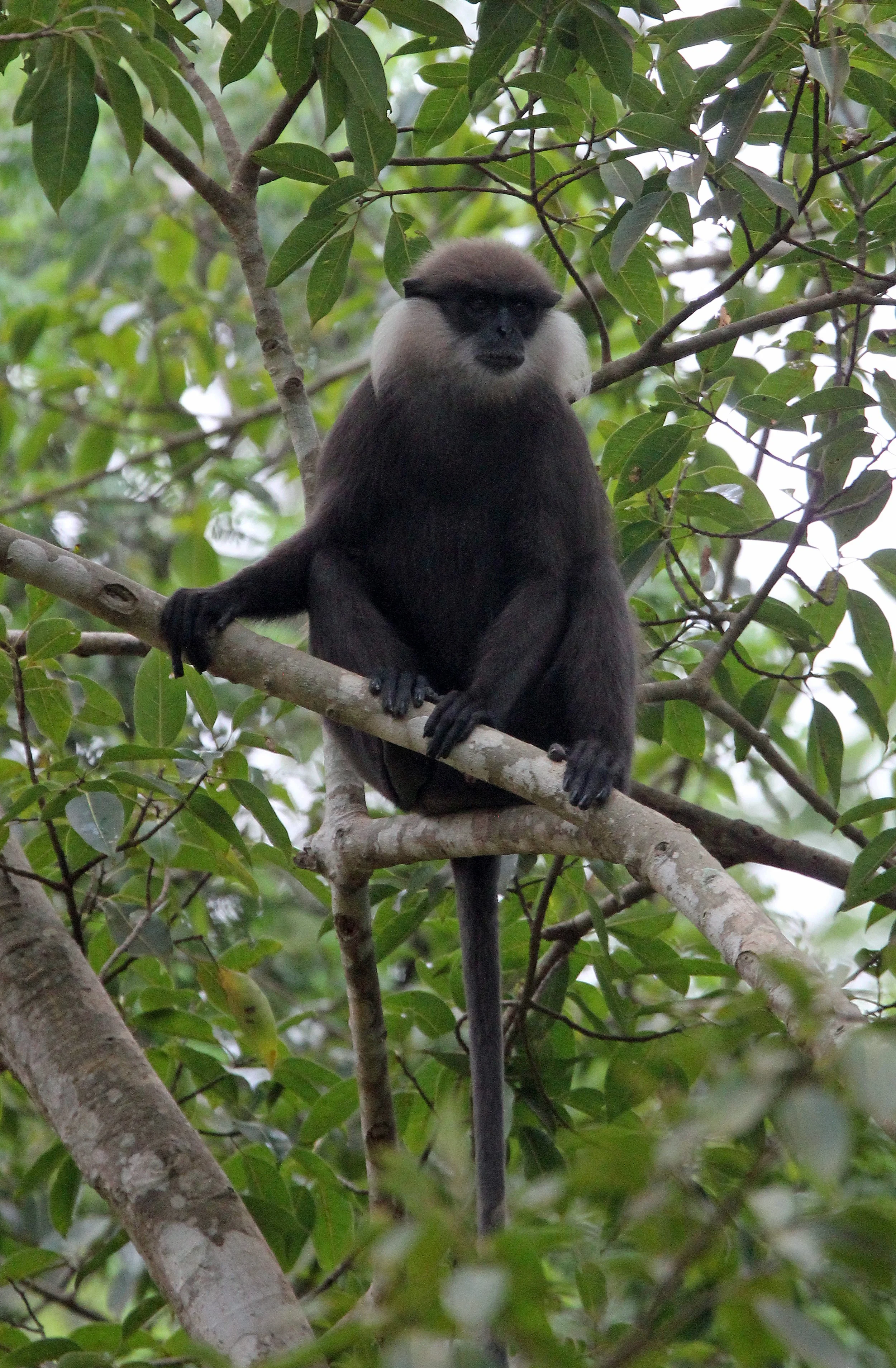 CERCOPITHECIDAE - Semnopithecus vetulus philbricki - DRY ZONE PURPLE-FACED LEAF MONKEY - SRIGIRIYA FOREST SRI LANKA (16).JPG