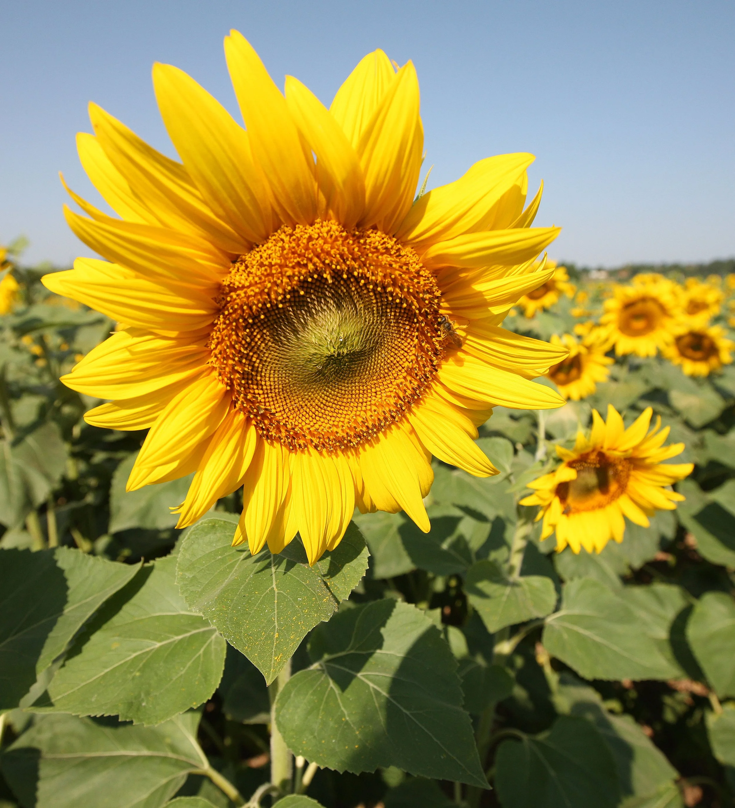 VERCORS NATIONAL PARK FRANCE (81).JPG