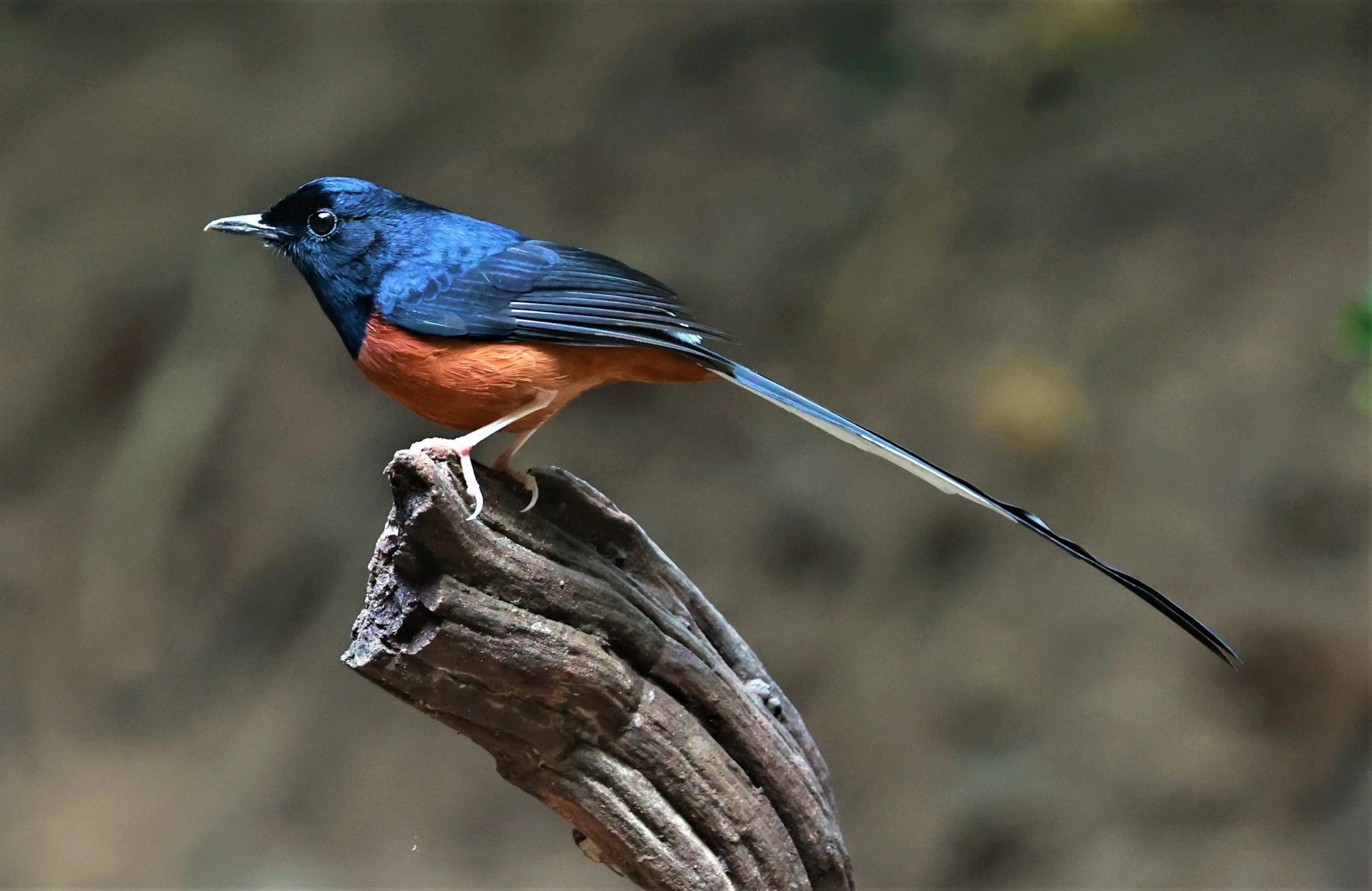 SHAMA - WHITE-RUMPED SHAMA - Copsychus malabaricus - KAENG KRACHAN NATIONAL PARK VICINITY, JAN 16-20, 2023 (3).jpg
