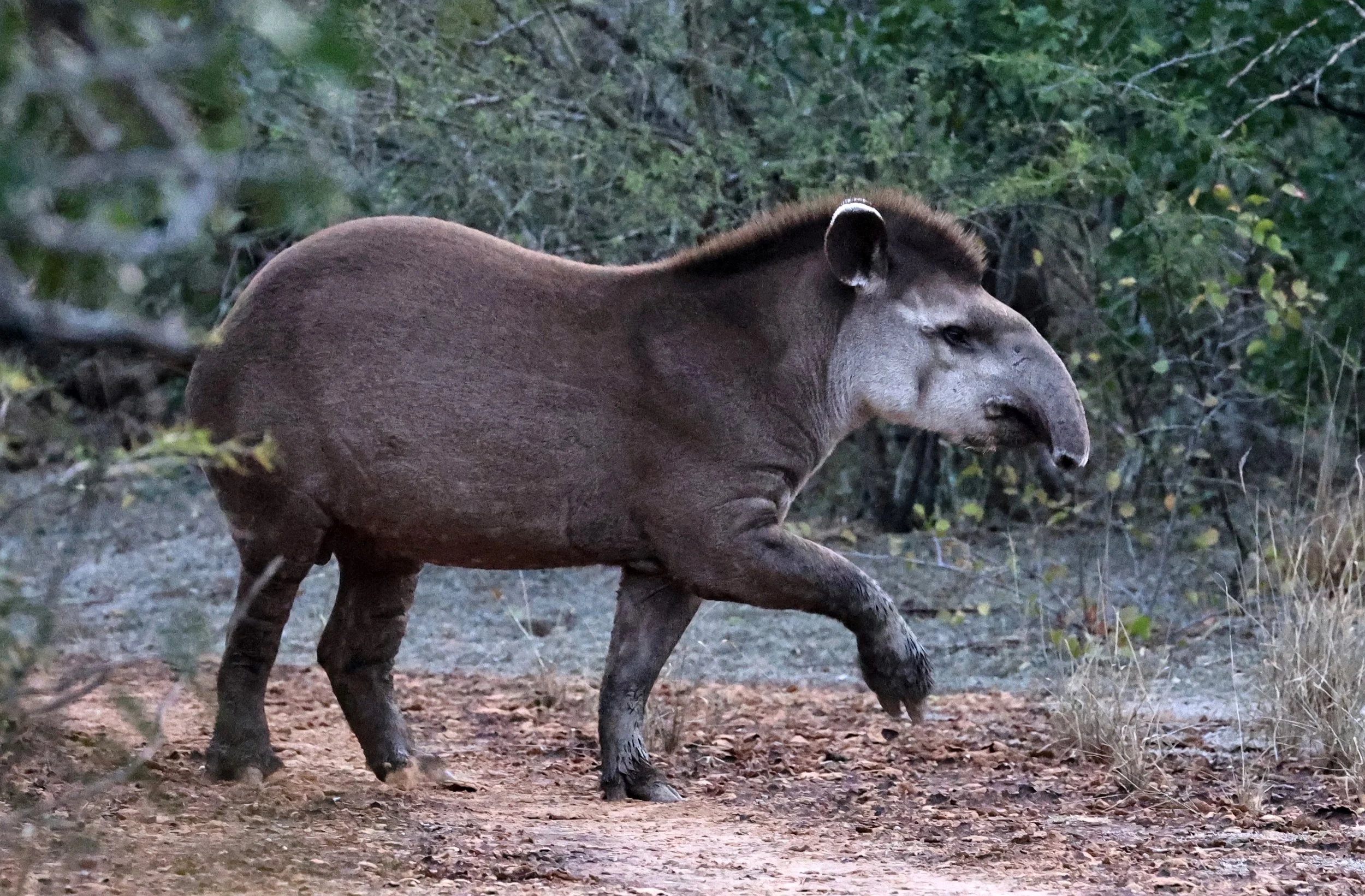 South American Tapir (Tapirus terrestris) Parque Nacional Teniente Agripino Enciso (29).jpg