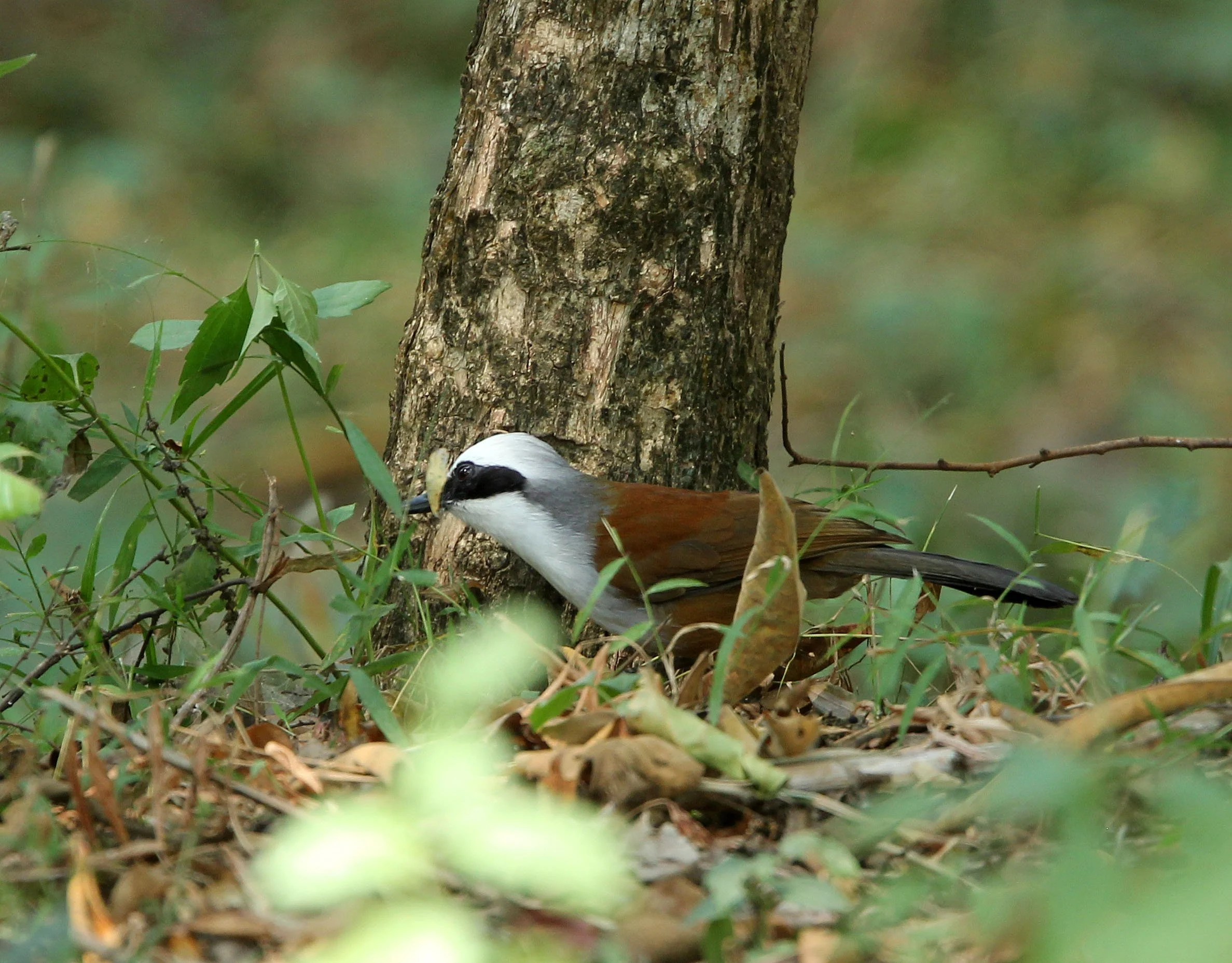 LAUGHINGTHRUSH - WHITE-CRESTED LAUGHINGTHRUSH - Garrulax leucolophus HUAI KHA KHAENG NATURE RESERVE HEADQUARTERS CAMPGROUND (12).JPG