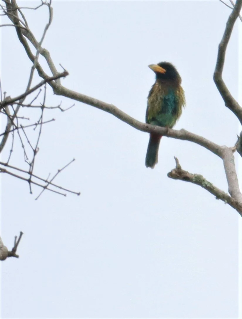 BARBET - GREAT BARBET - Psilopogon virens - DOI INTHANON JULY 2 2021 (8).jpg