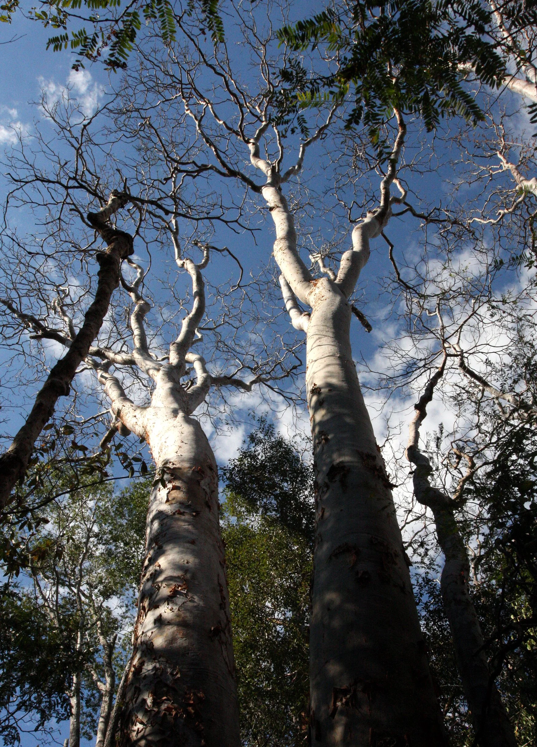 PLANT - TREE SPECIES - KIRINDY NATIONAL PARK MADAGASCAR (9).JPG