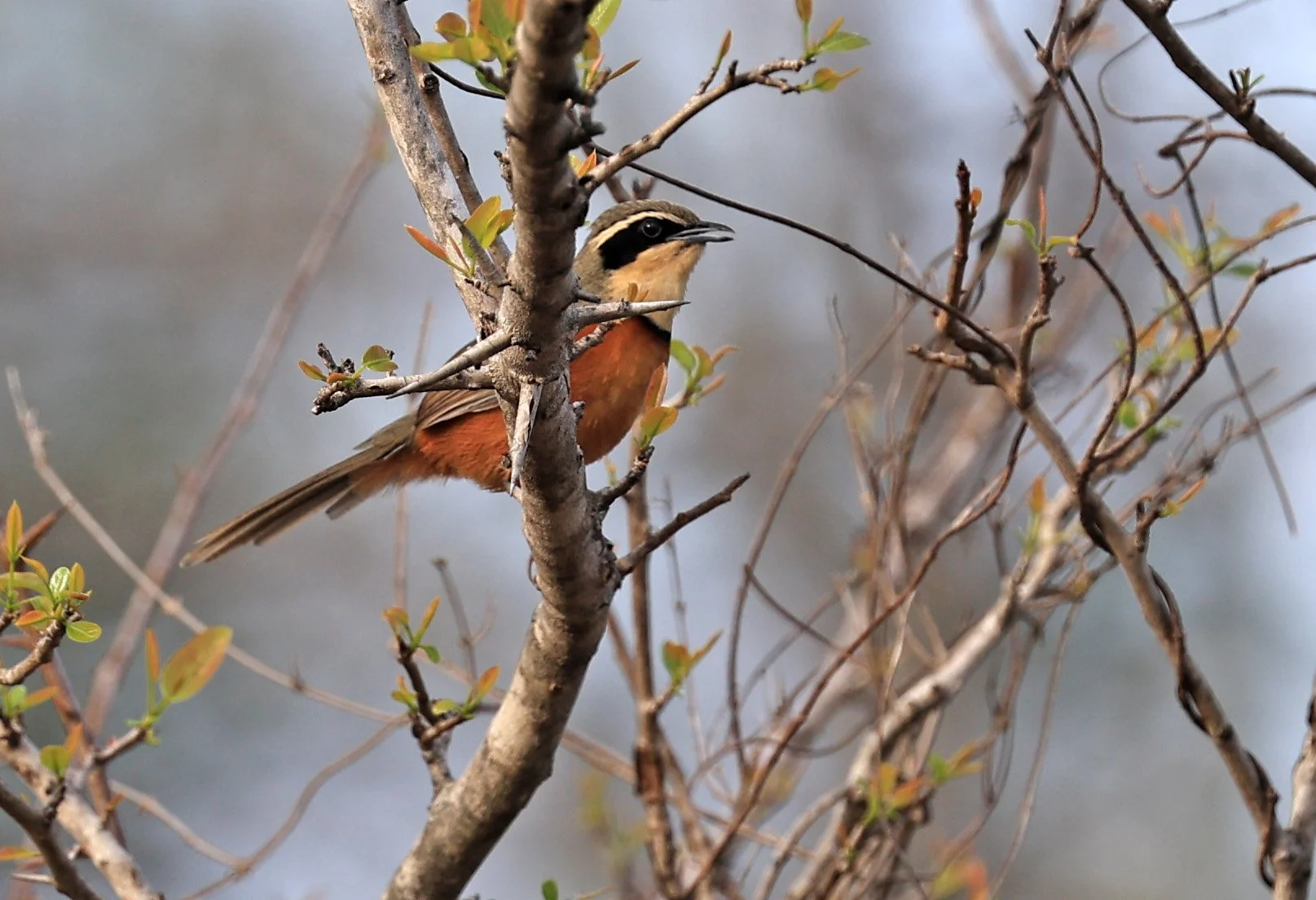 Olive-crowned Crescentchest (Melanopareia maximiliani) Selva Serena Natural Reserve (5).jpg