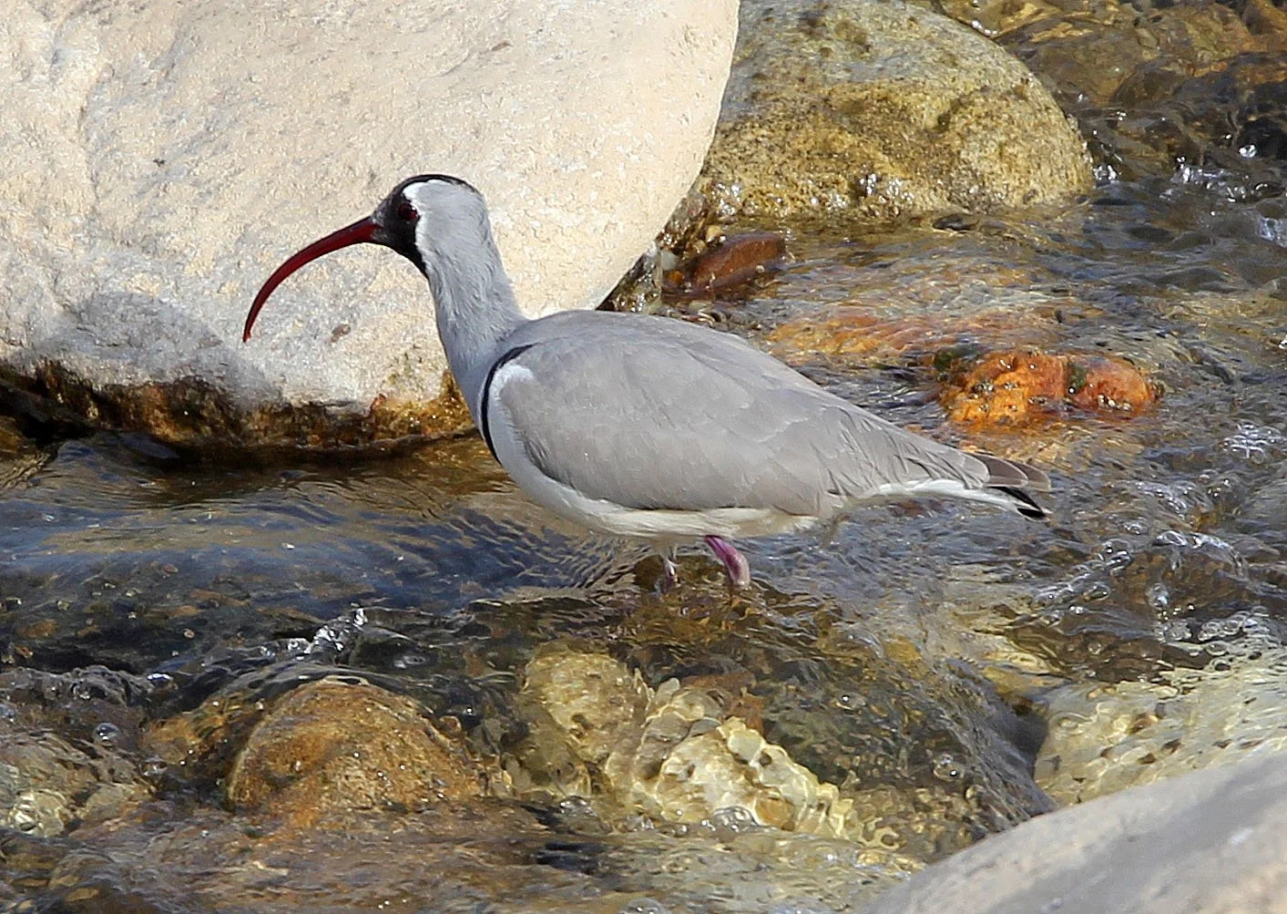BIRD - IBISBILL - FOPING CITY, SHAANXI CHINA (37).JPG