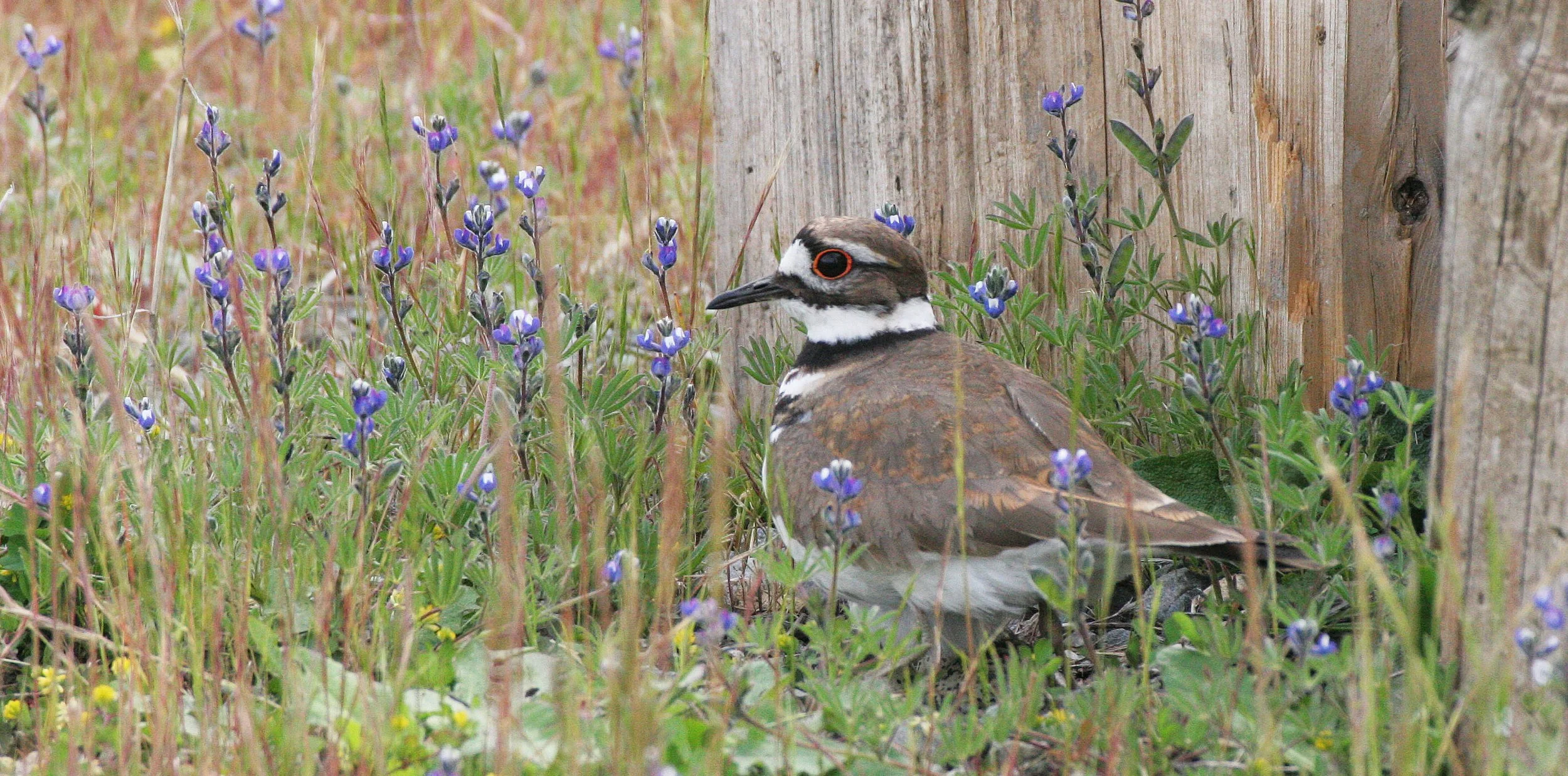 BIRD - KILLDEER - SEQUIM WA (29).JPG