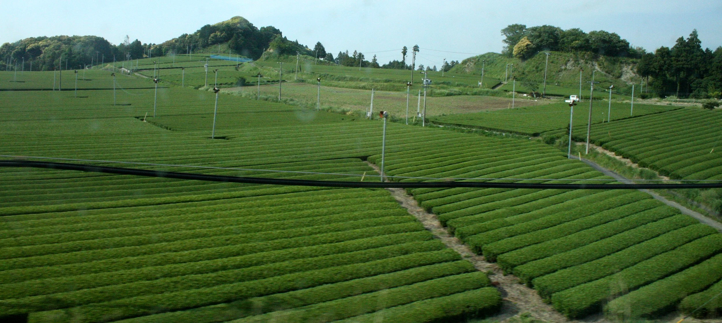 NAGOYA - OCHA ORCHARDS - MAY 2009 (5).JPG