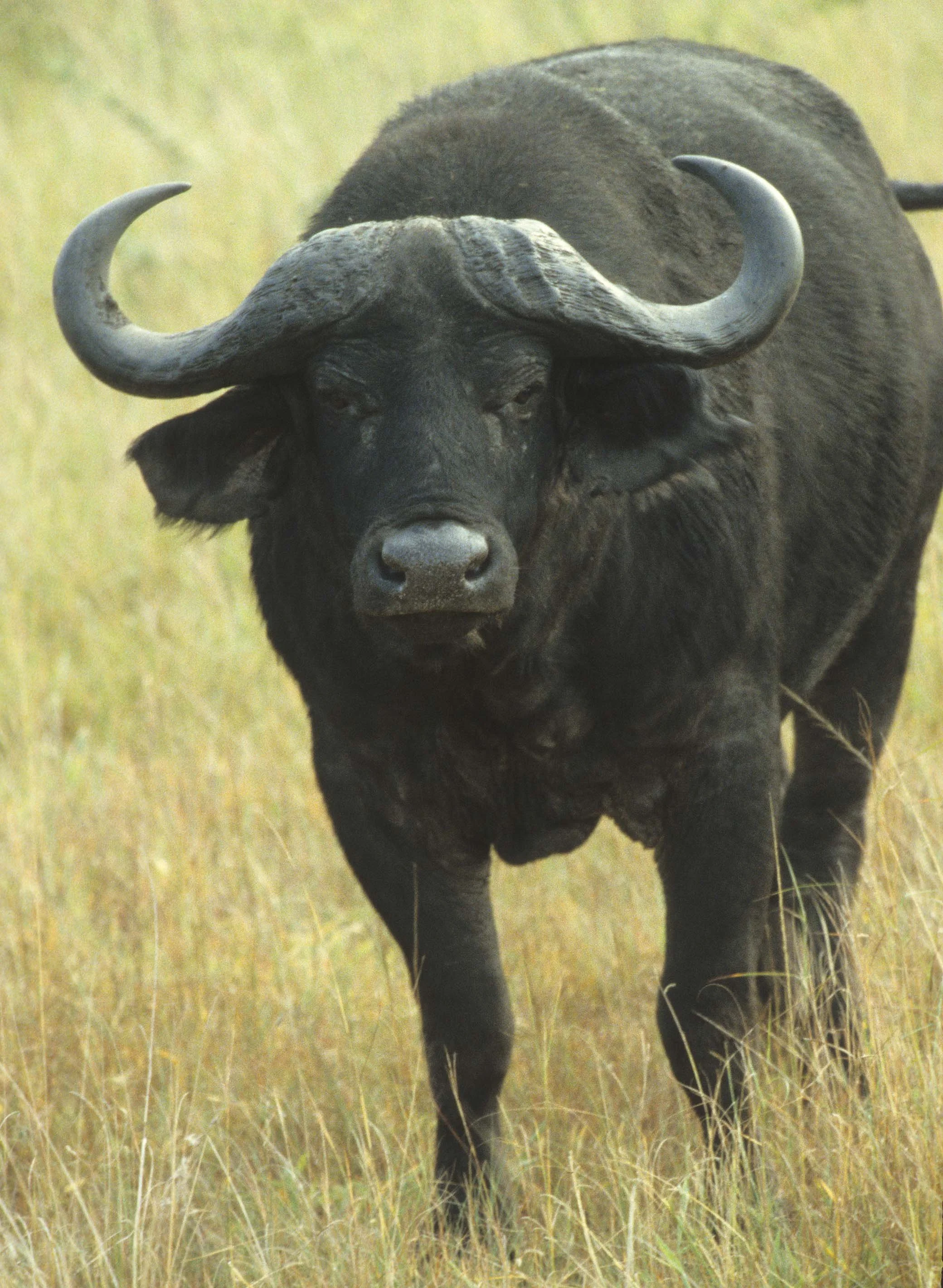BOVID - CAPE BUFFALO-UGANDA (5).jpg