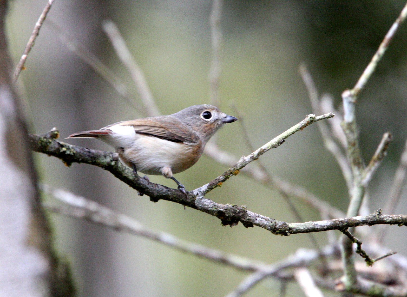 Calicalicus madagascariensis - Red-tailed Vanga - Mantadia NP, Madagascar