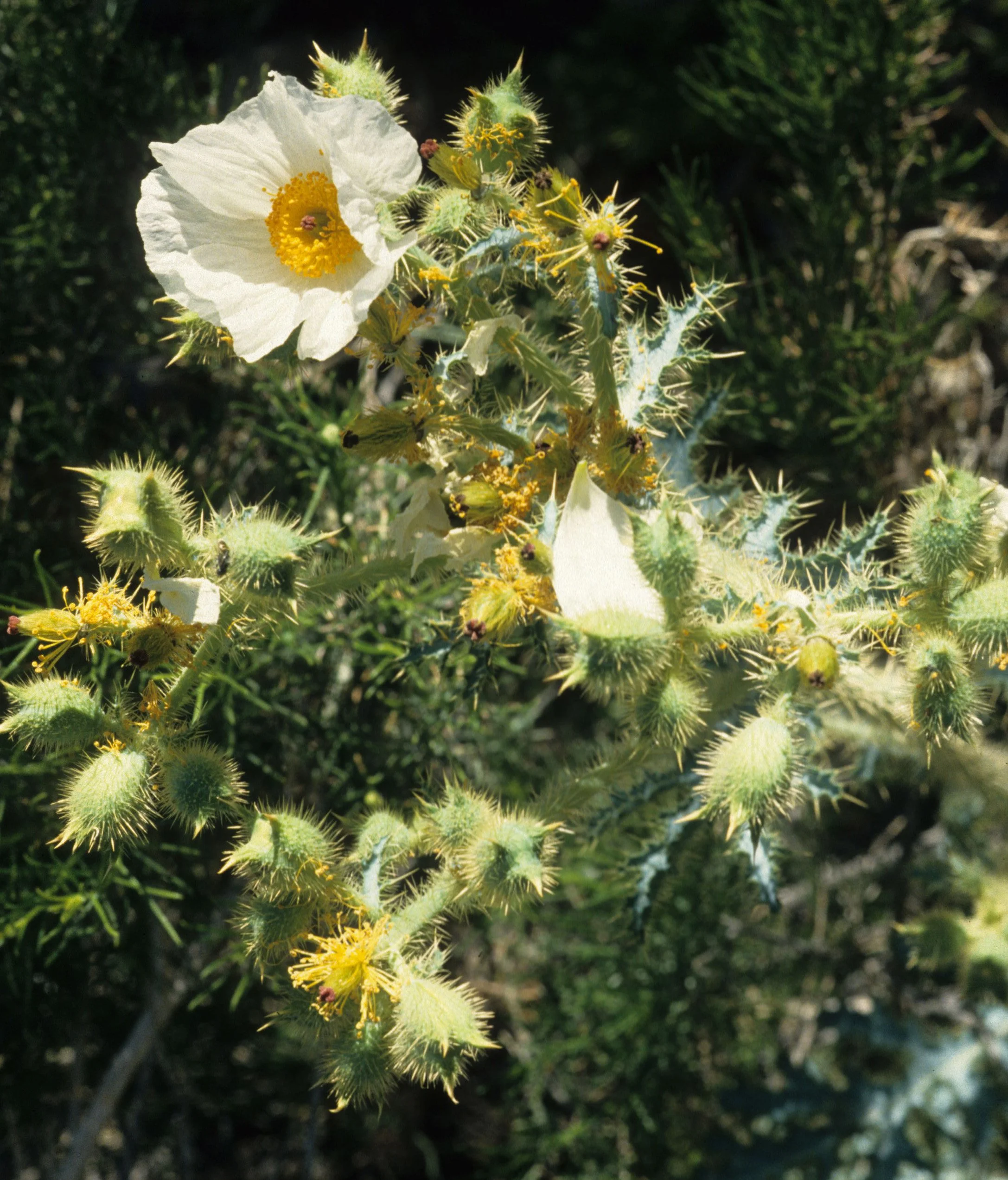 DEATH VALLEY - ARGEMONE MUNITA ARGENTEA - DESERT PRICKLY POPPY.jpg