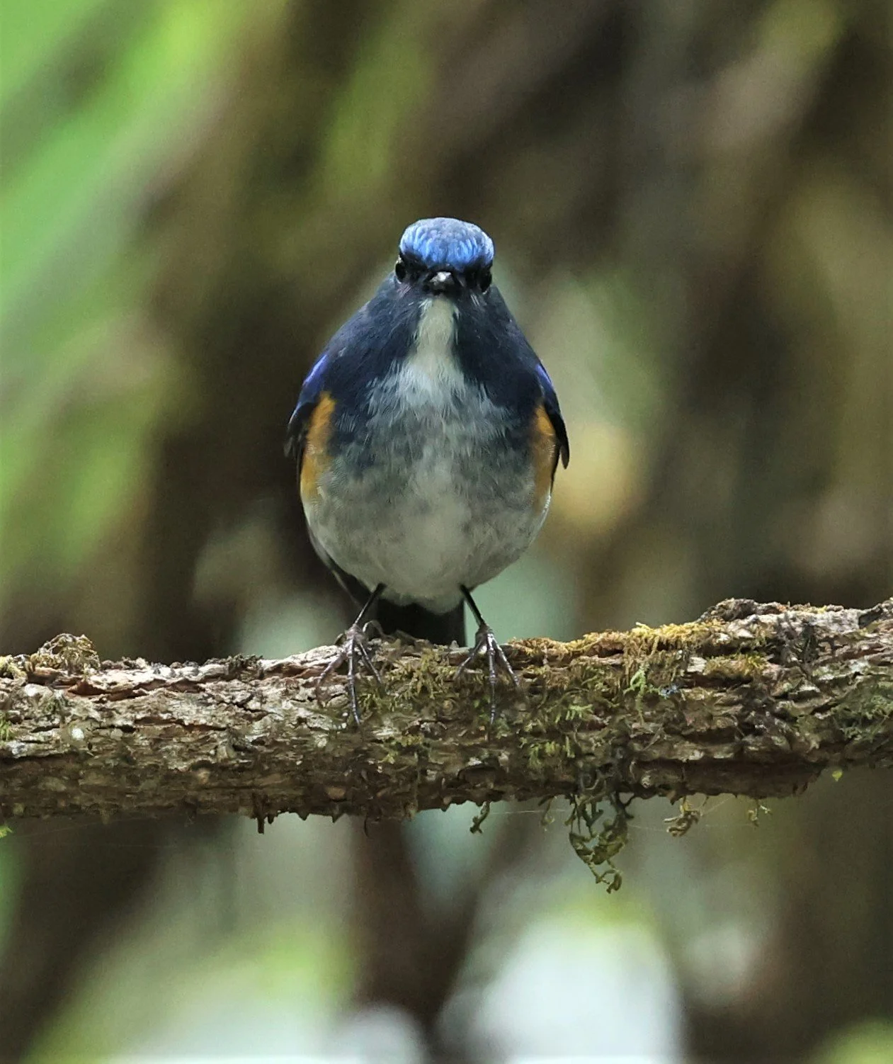 BLUETAIL - HIMALAYAN BLUETAIL - Tarsiger rufilatus - DOI PHA HOM POK NP DOI LANG EAST FEB 2022 (39).jpg