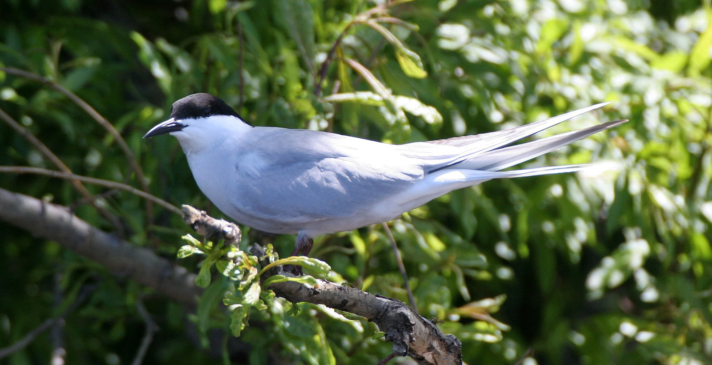 BIRD - TERN - COMMON TERN - KAMCHATKA INTERIOR - DUCK LAKES (6).jpg