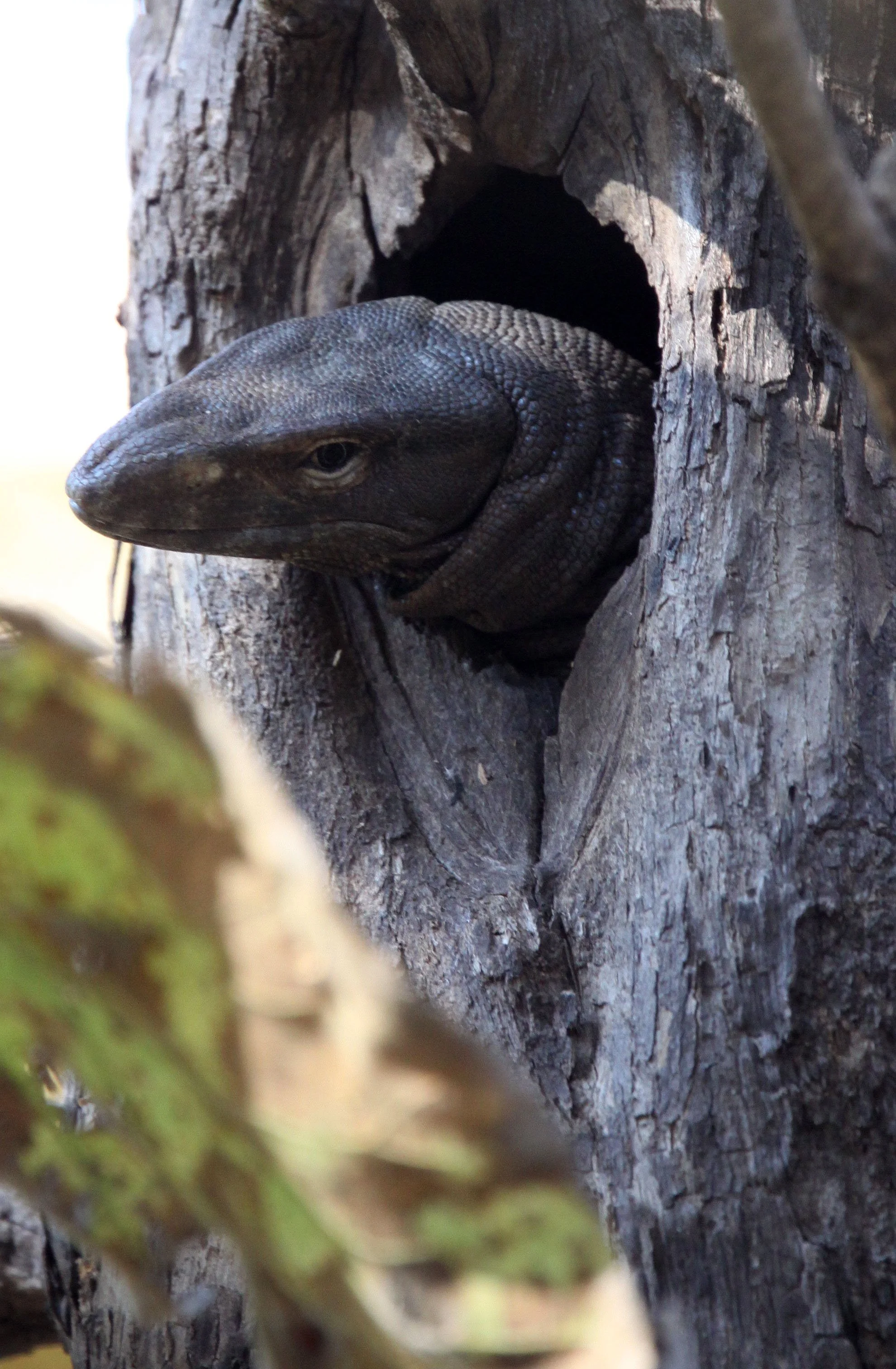 Family Varanidae - Monitor Lizards — Coke Smith Wildlife