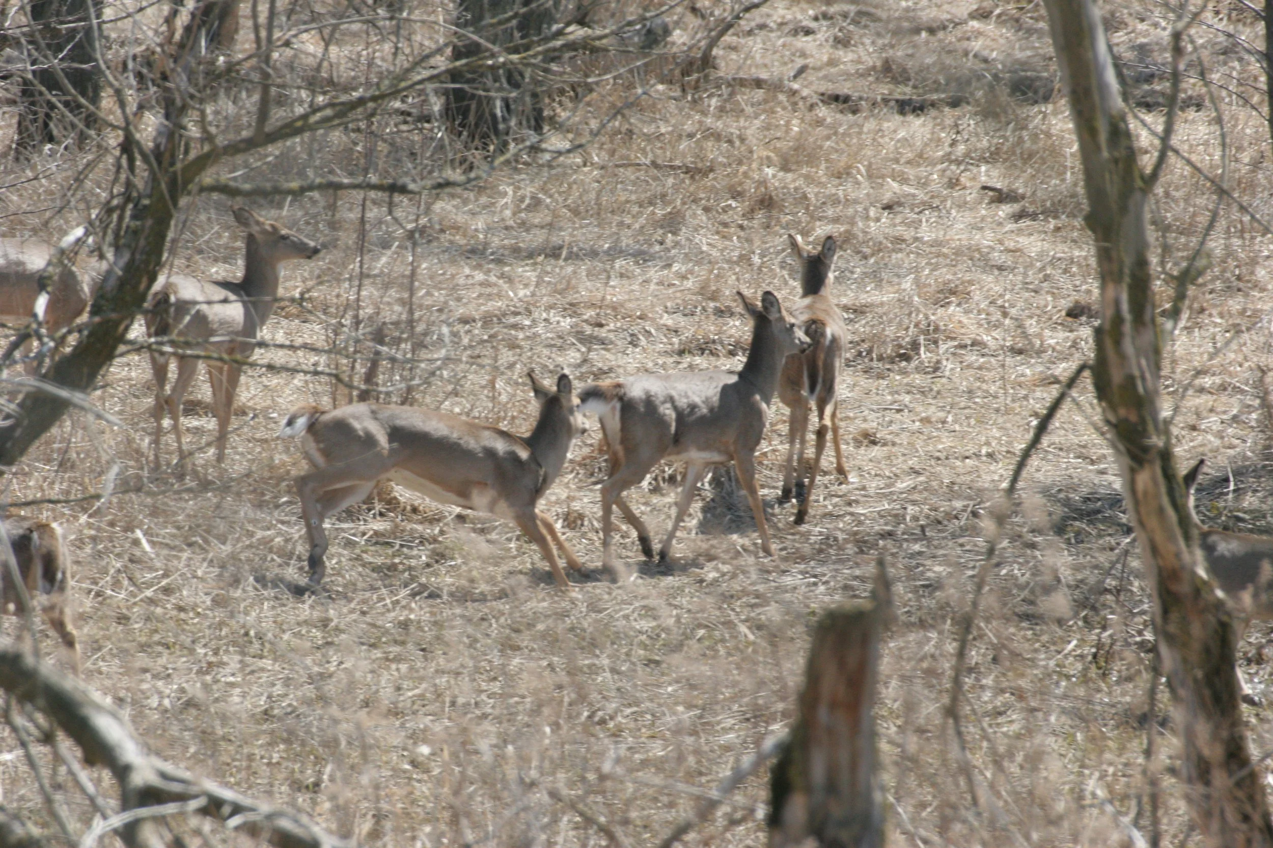 Odocoileus virginianus borealis - NORTHERN WHITE-TAILED DEER - SPRINGBROOK FOREST PRESERVE ILLINOIS (42).JPG
