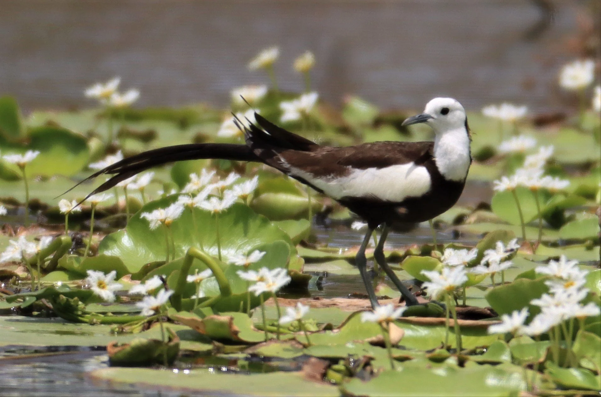 JACANA - PHEASANT-TAILED JACANA - Hydrophasianus chirurgus - BANG KHAEM WETLANDS NAKHON PATHOM - JUNE 24 2021 (23).jpg