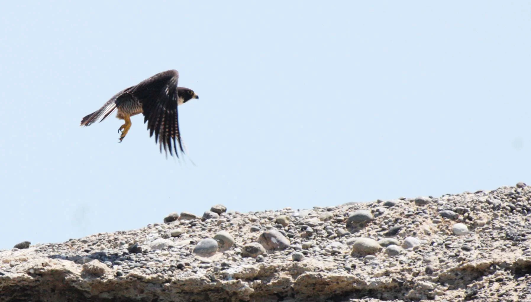 Falco peregrinus anatum - AMERICAN PEREGRINE FALCON - SAN IGNACIO LAGOON BAJA MEXICO (26).JPG