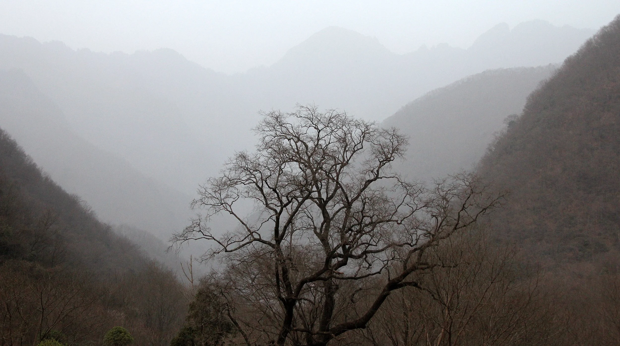 TANGJIAHE NATURE RESERVE, SICHUAN CHINA (37).JPG
