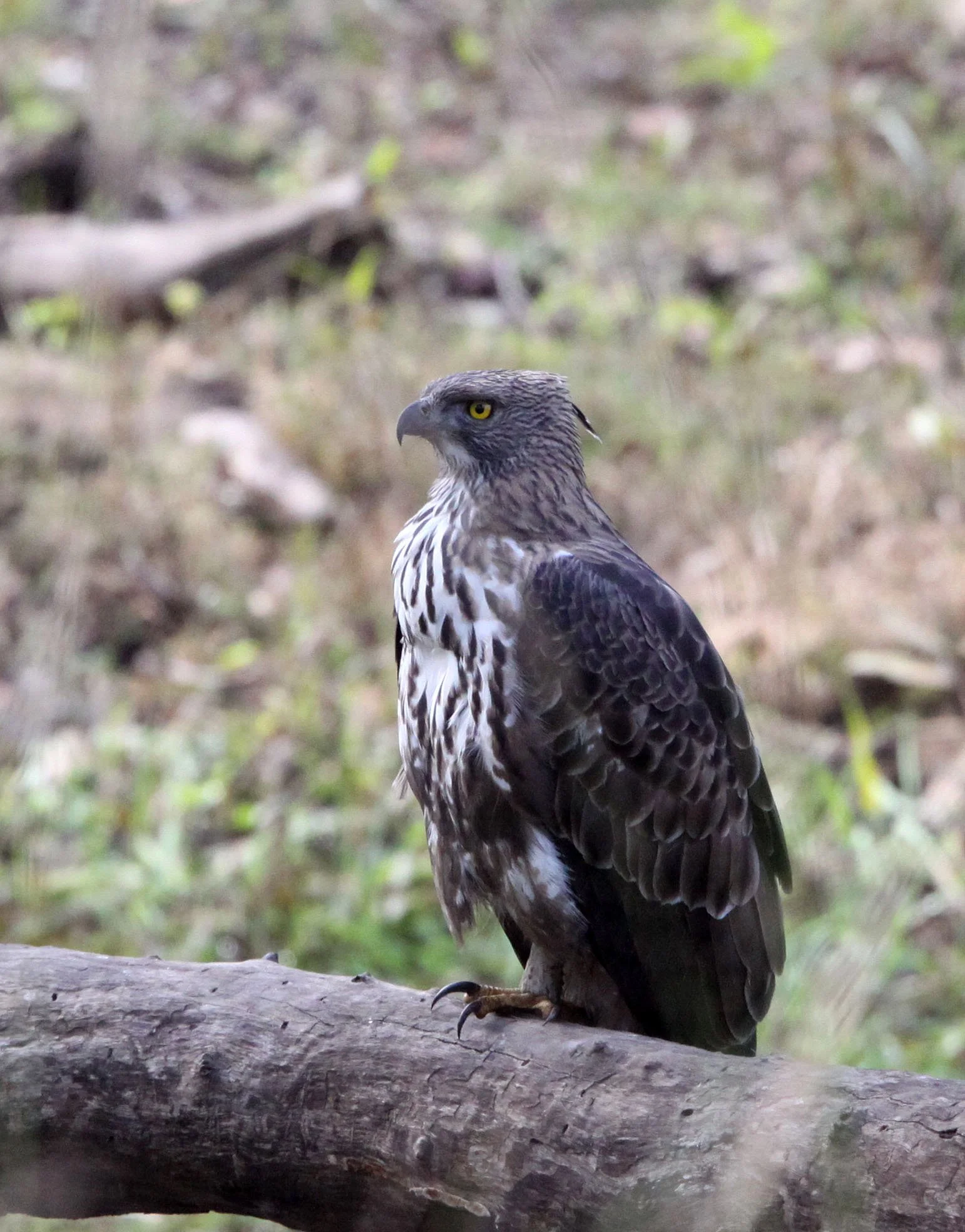 Nisaetus cirrhatus cirrhatus - INDIAN CHANGEABLE HAWK EAGLE - BANDHAVGAR NATIONAL PARK INDIA (33).JPG