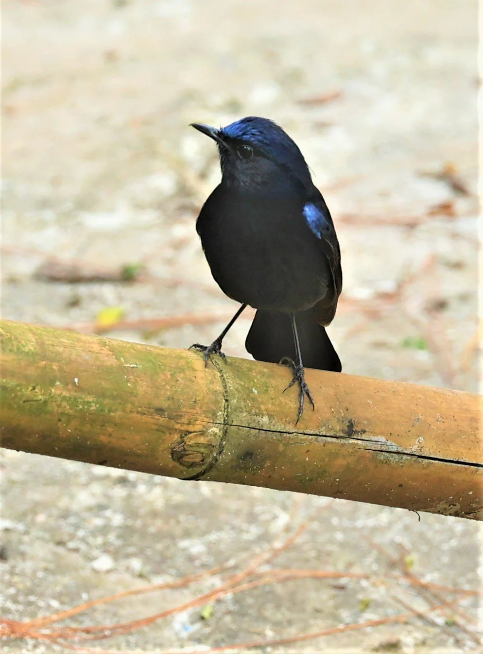 ROBIN - WHITE-TAILED ROBIN - Myiomela leucura - DOI ANG KHANG CHIANG MAI FEB 2022 (1).jpg