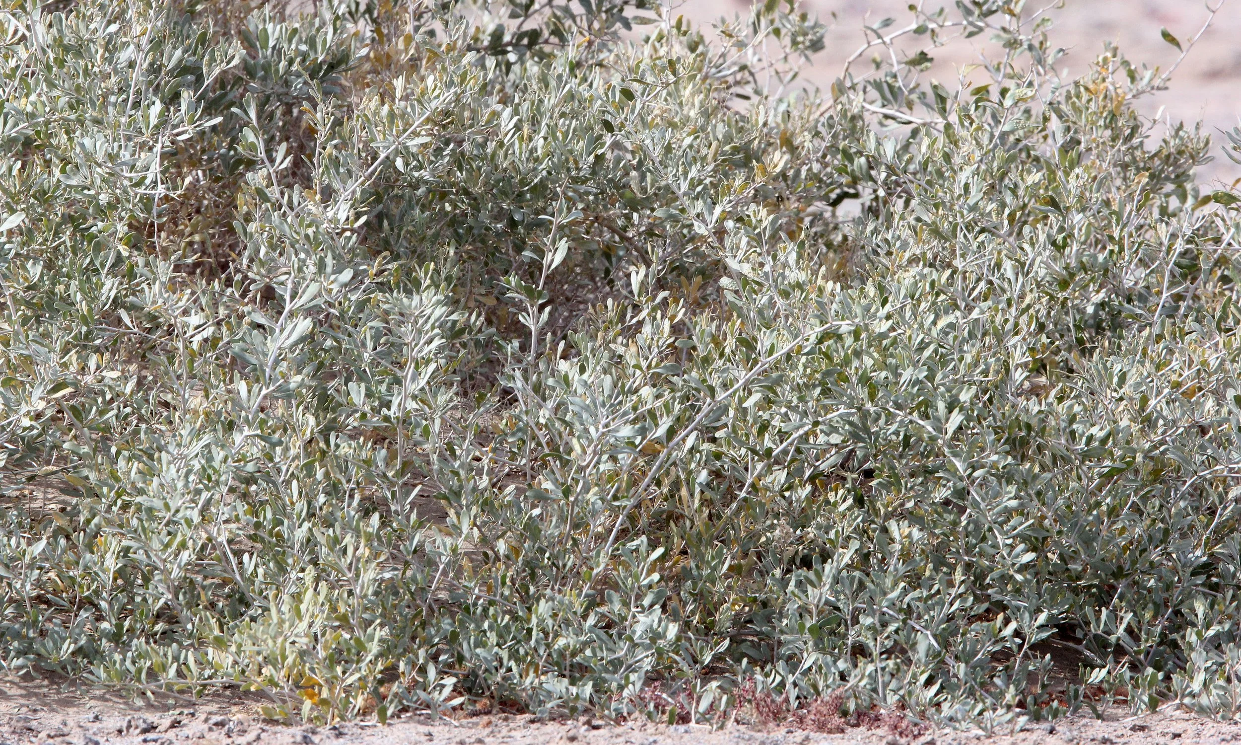 DULAN - GOBI-LIKE DESERT NEAR DULAN ALONG THE WAY TO GOULI HUNTING RESERVE (2).JPG