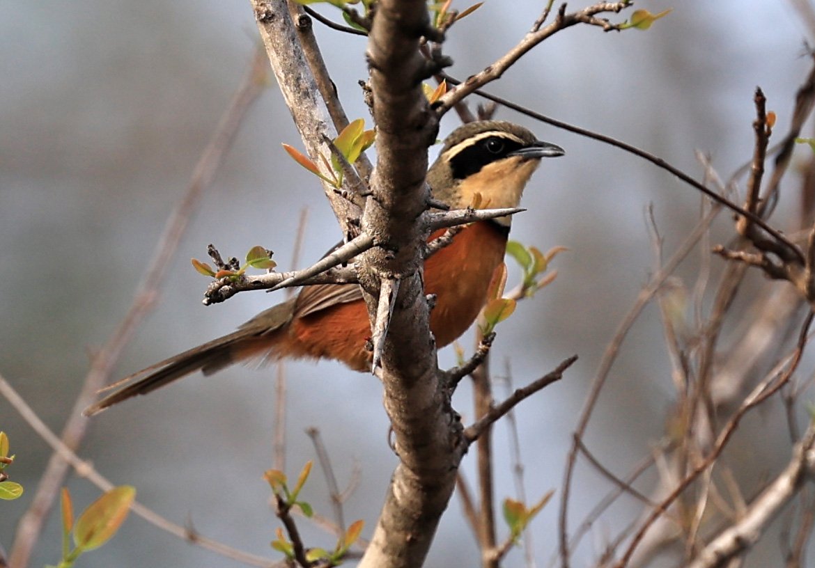 Olive-crowned Crescentchest (Melanopareia maximiliani) Selva Serena Natural Reserve (11).jpg