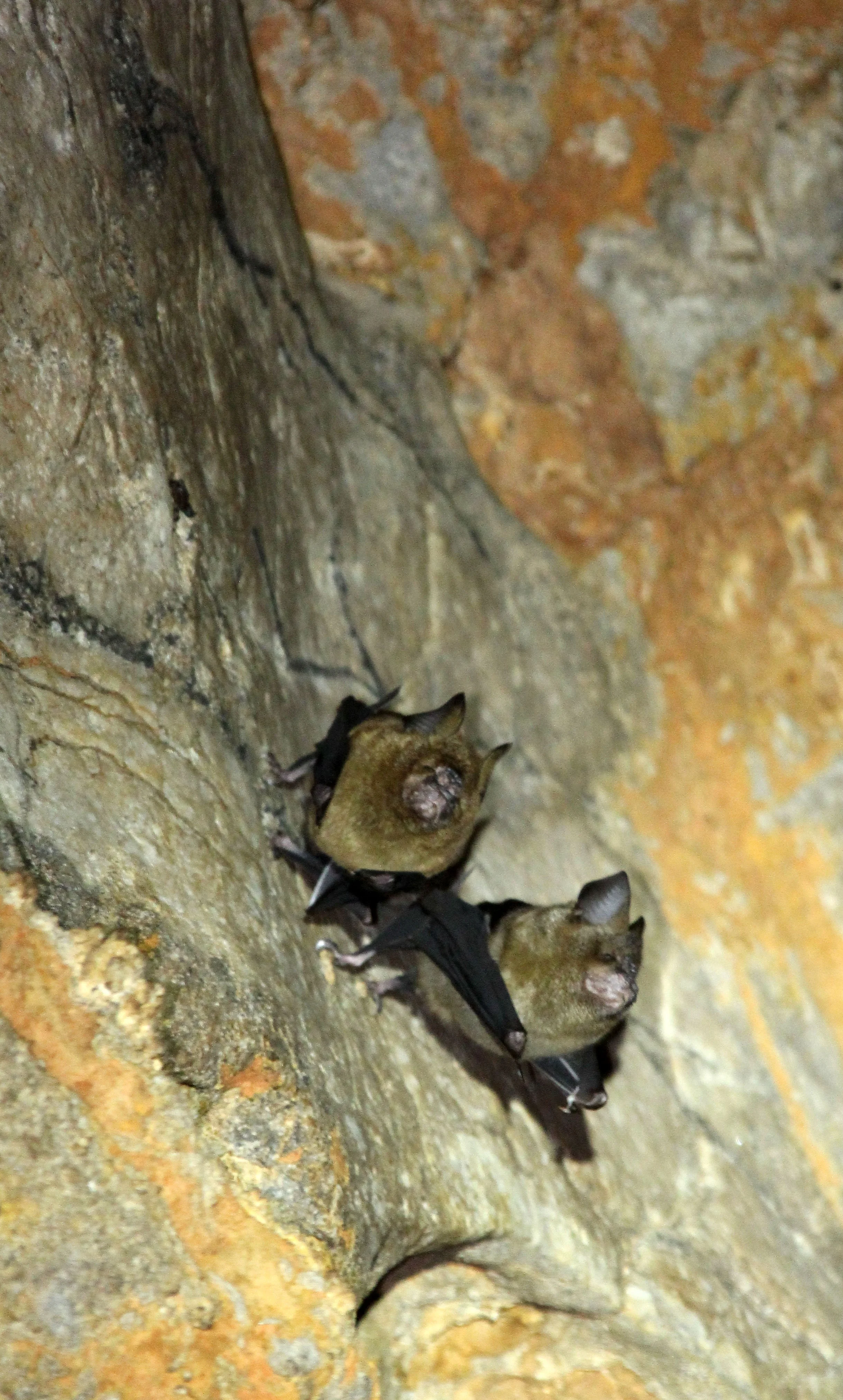 Hipposideros armiger - GREAT ROUNDLEAF BAT - PHI THA KHON TEMPLE LOEI (47).JPG