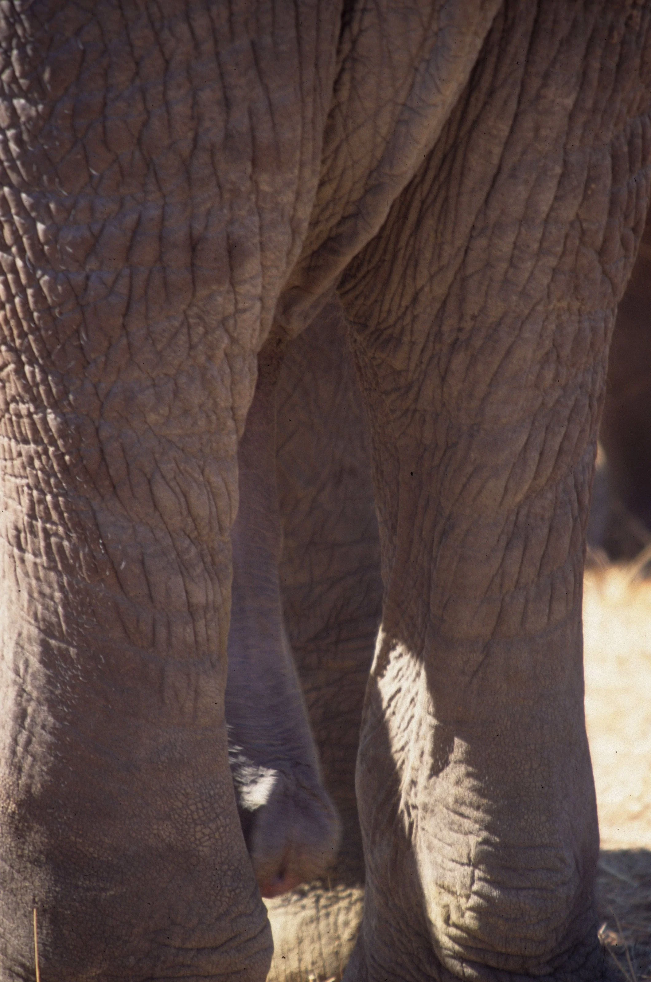 ELEPHANT - ZIMBABWE J.jpg