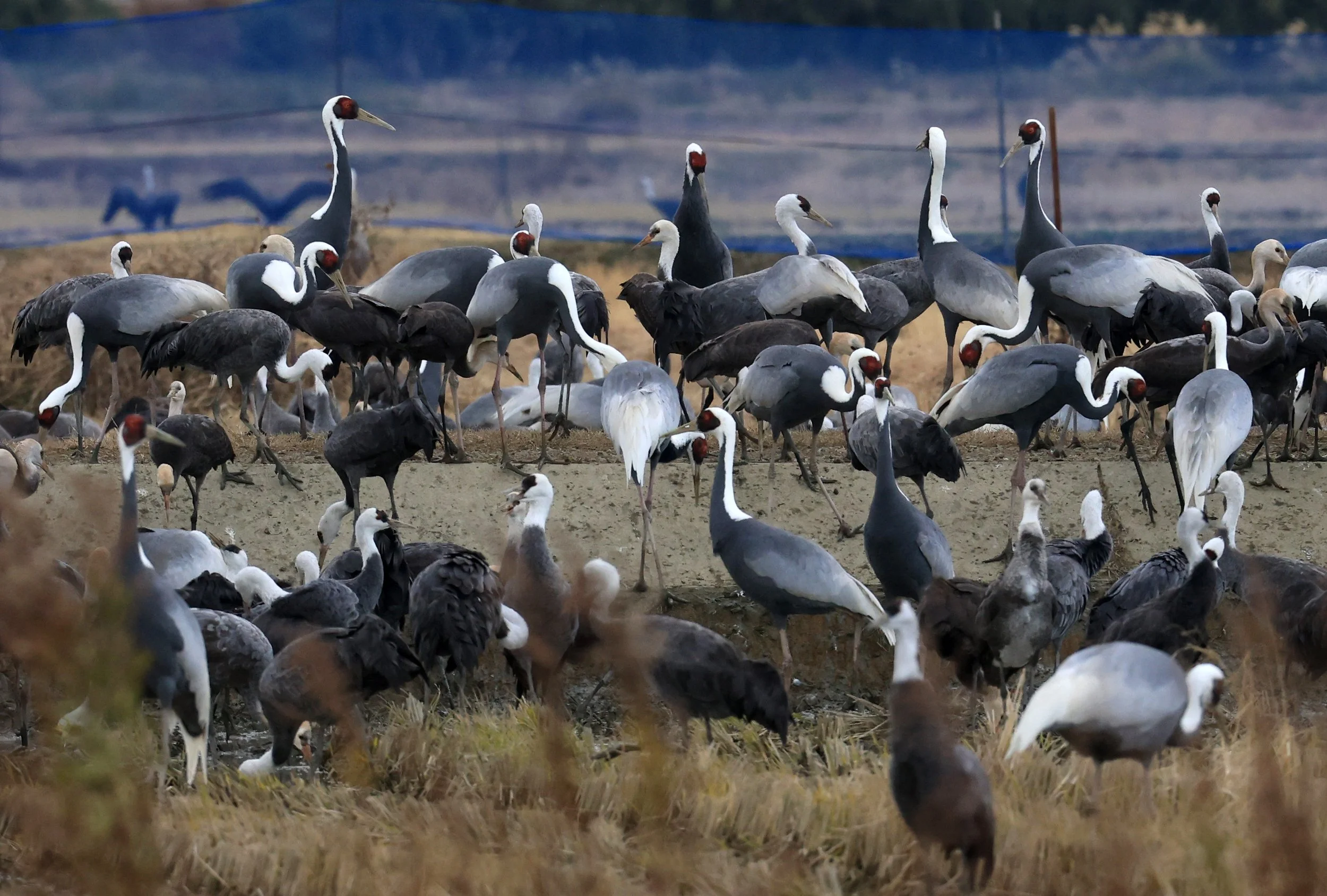 White-naped Crane (Antigone vipio) Izumi Crane Park & Center, Izumi Kagoshima Kyushu Japan (174).jpg