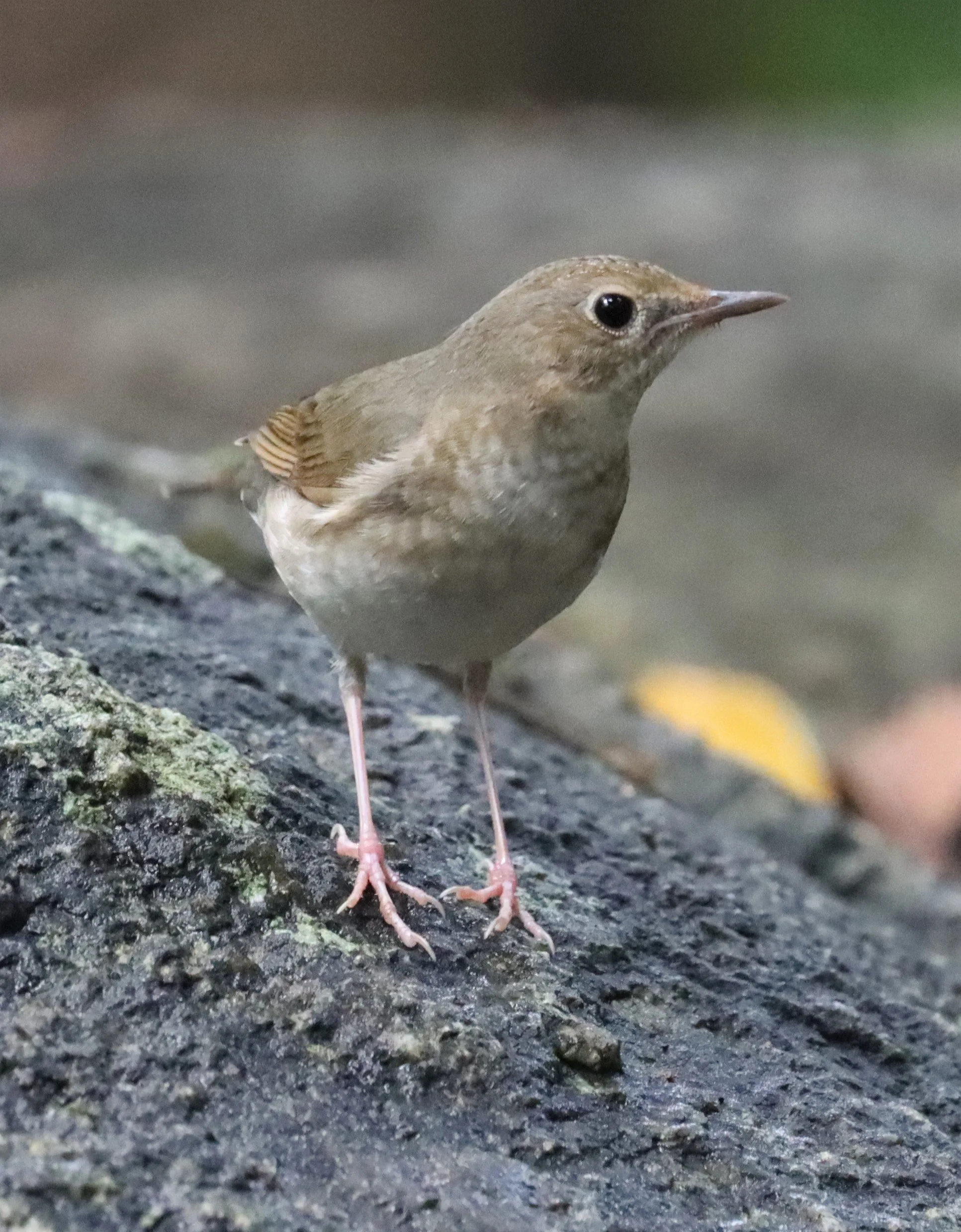 ROBIN - SIBERIAN BLUE ROBIN - Luscinia cyane - WAT THAM PRATHUN CHONBURI (24).jpg