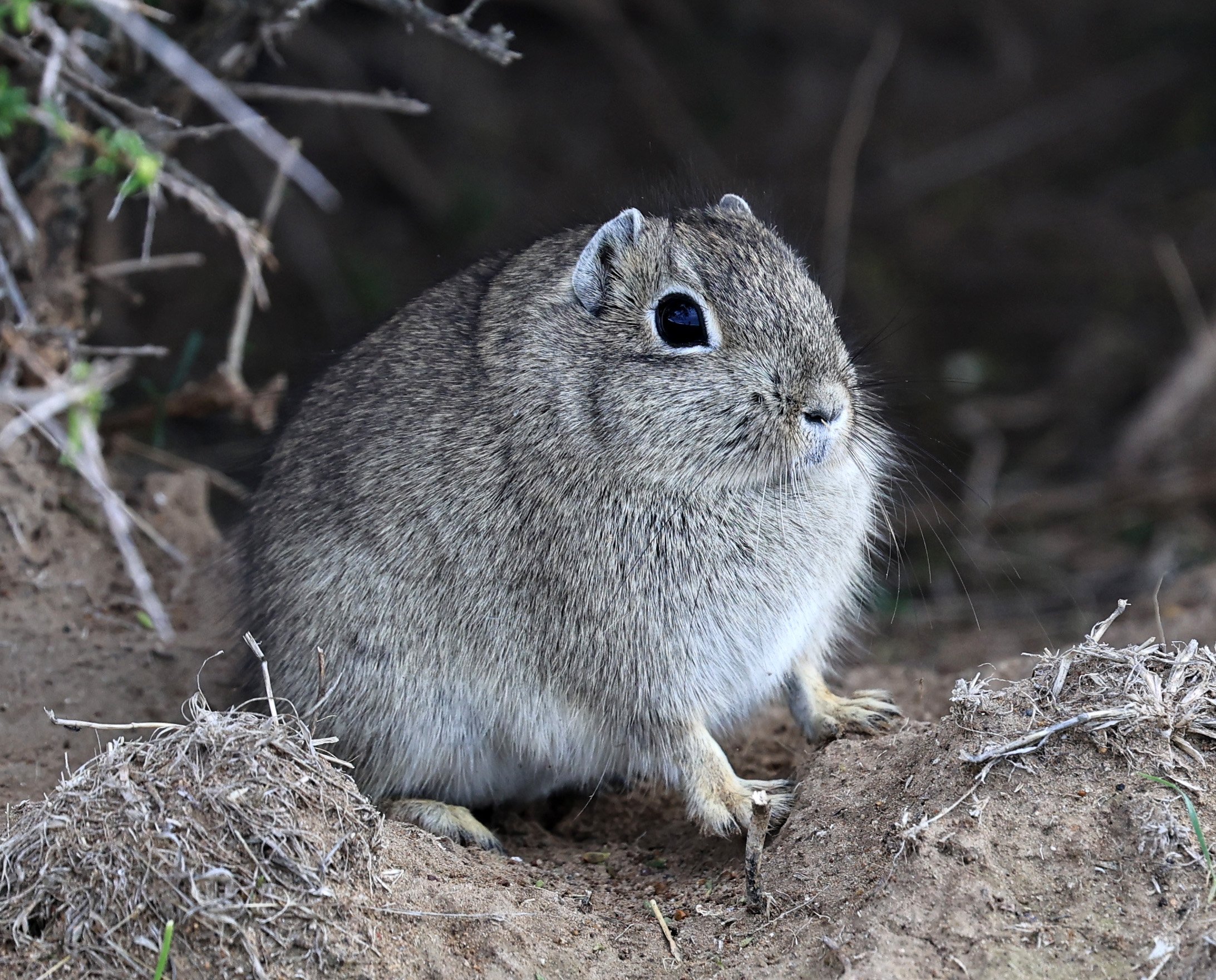 Southern Mountain Cavy (Microcavia australis) Valdes Peninsula, Chubut Province, Argentina Day 2 (1 (17).jpg