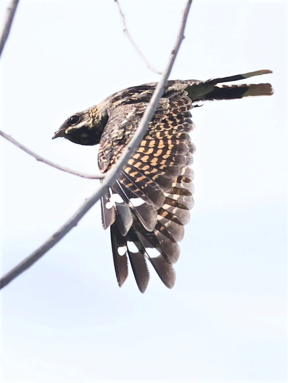 NIGHTJAR - INDIAN NIGHTJAR - Caprimulgus asiaticus - BANG KHAEM WETLANDS NAKHON PATHOM JUNE 2022 (11).jpg