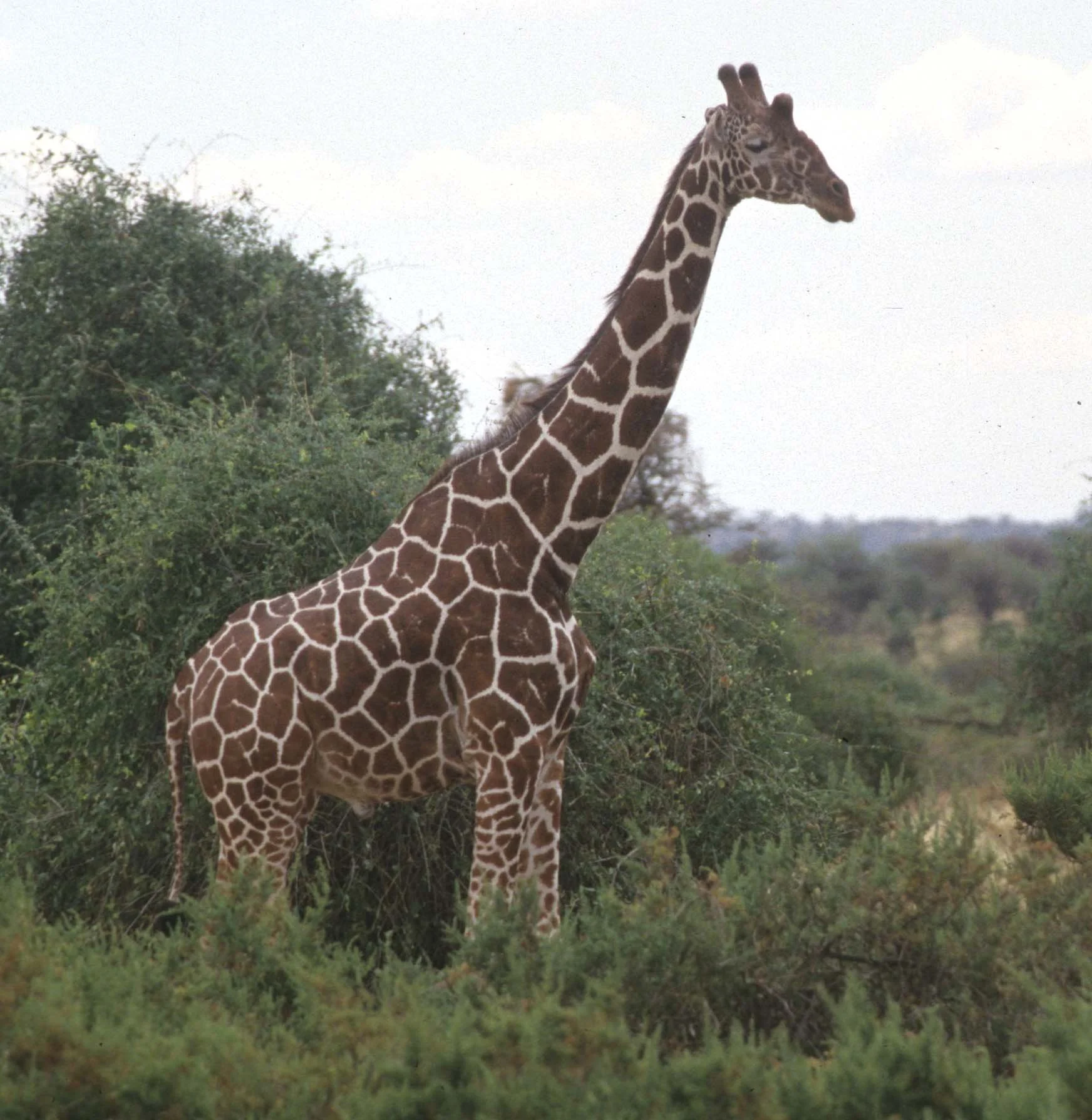 GIRAFFE-RETICULATED - SHABA 3.jpg