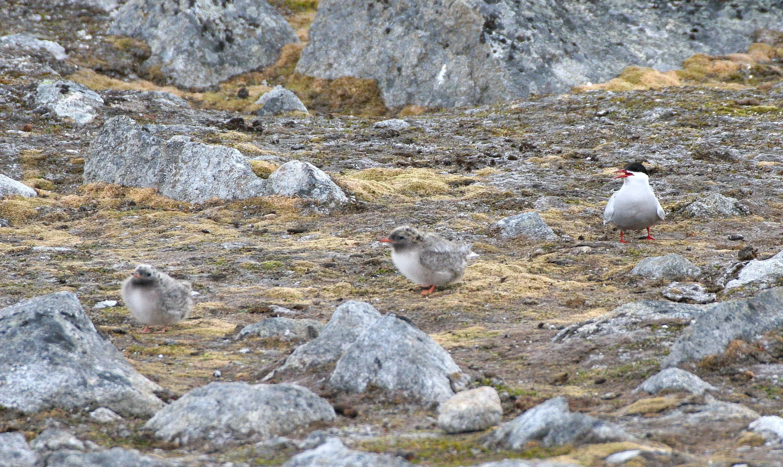 BIRD - TERN - ARCTIC TERN - SVALBARD (25).jpg