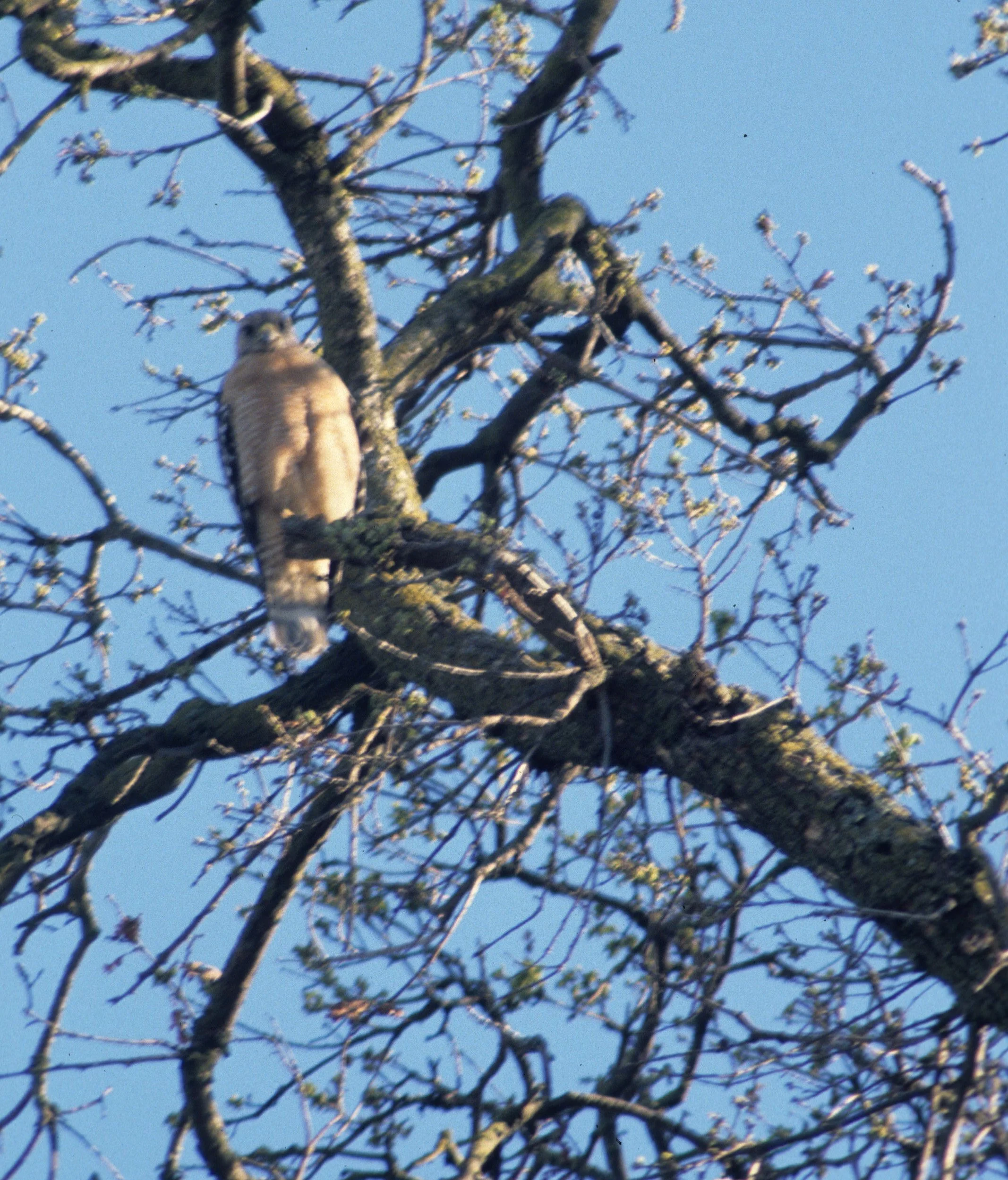 Buteo lineatus - RED-SHOULDERED HAWK - AMERICAN RIVER PARKWAY (4).jpg