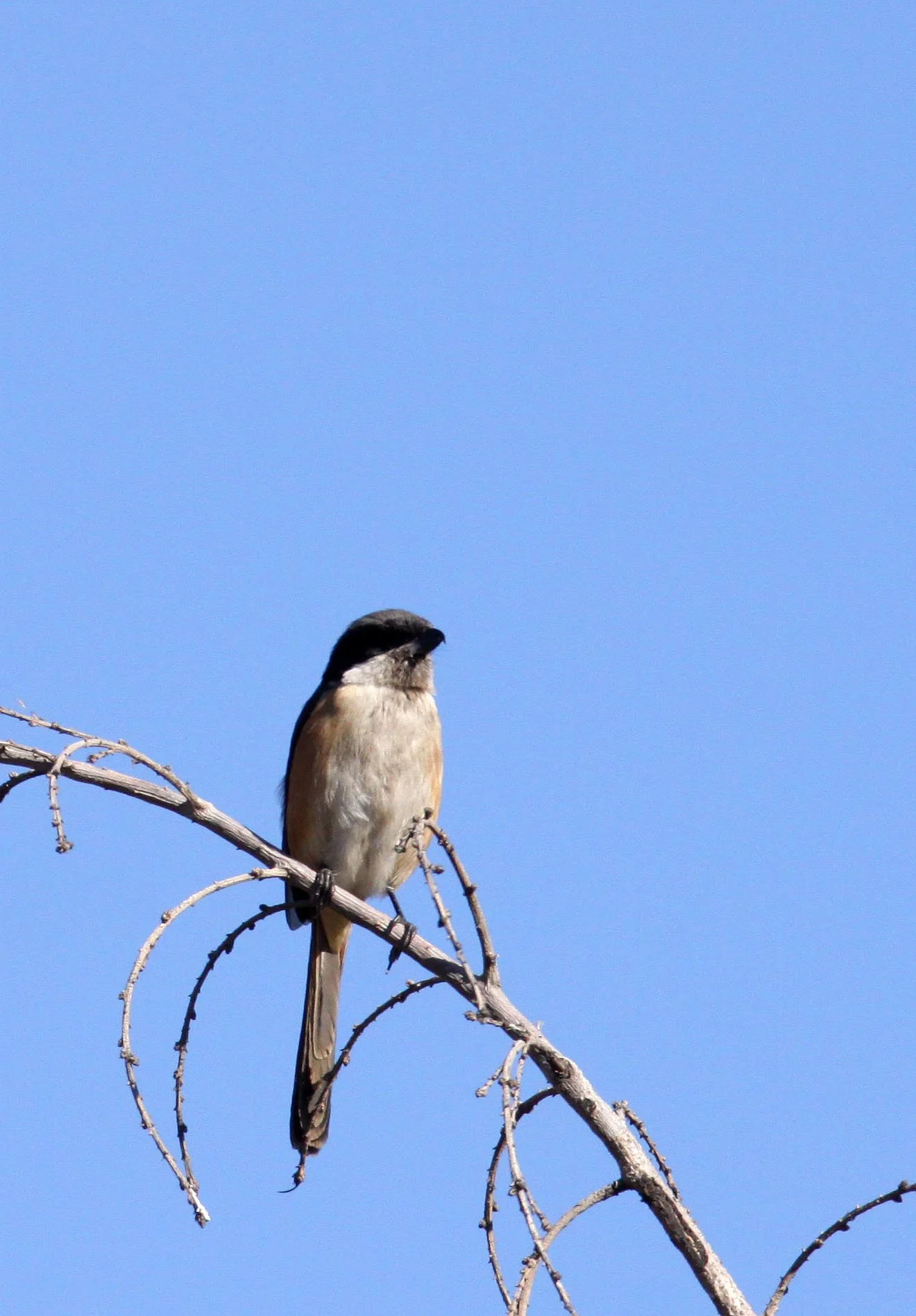 Long-tailed Shrike (Lanius schach) Cao Hai Wetlands Yunnan China (1).JPG