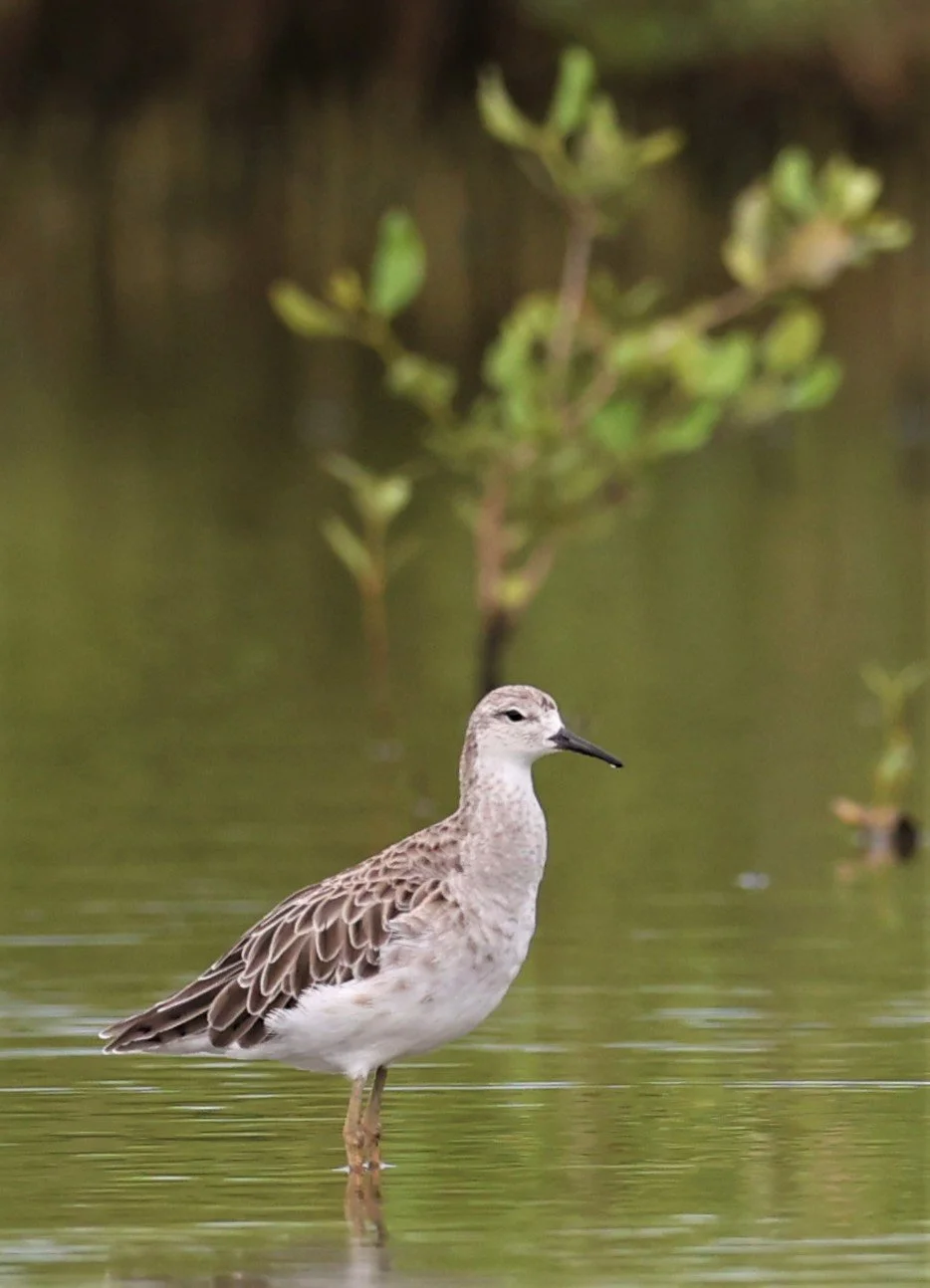 RUFF - Philomachus pugnax - BANG PAKONG SALT PANS CHACHOENGSAO WEST OF RIVER (46).jpg