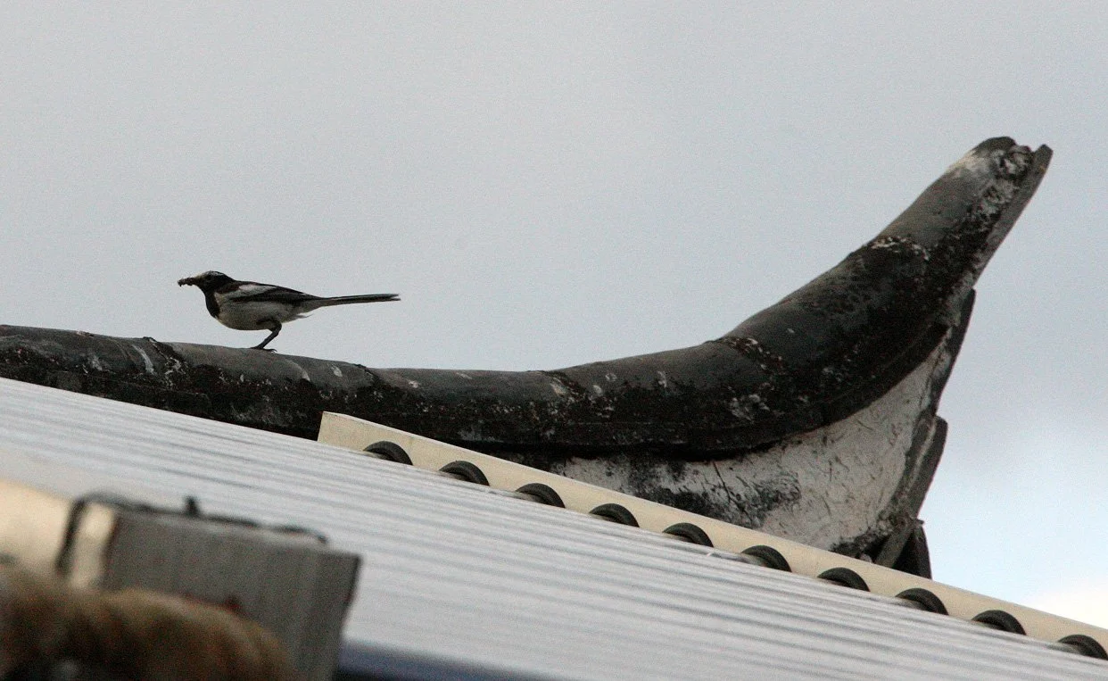 WHITE WAGTAIL - M. ALBA PERSONATA - LINDEN CENTER - XIZHOU VILLAGE YUNNAN CHINA  (3).JPG