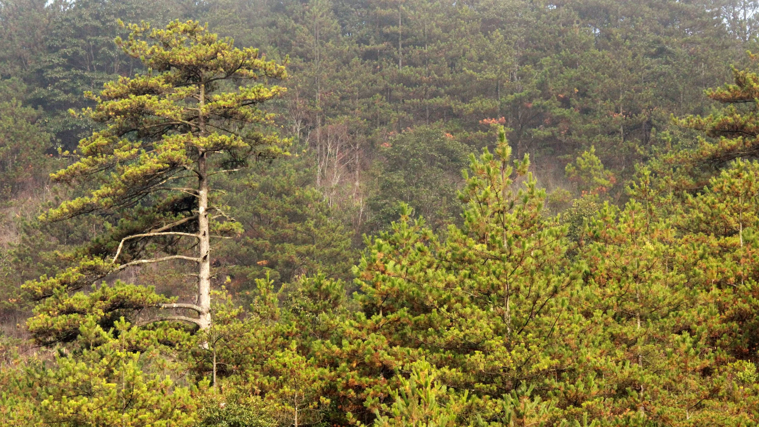 MEIHUASHAN - FUJIAN CHINA (75).JPG