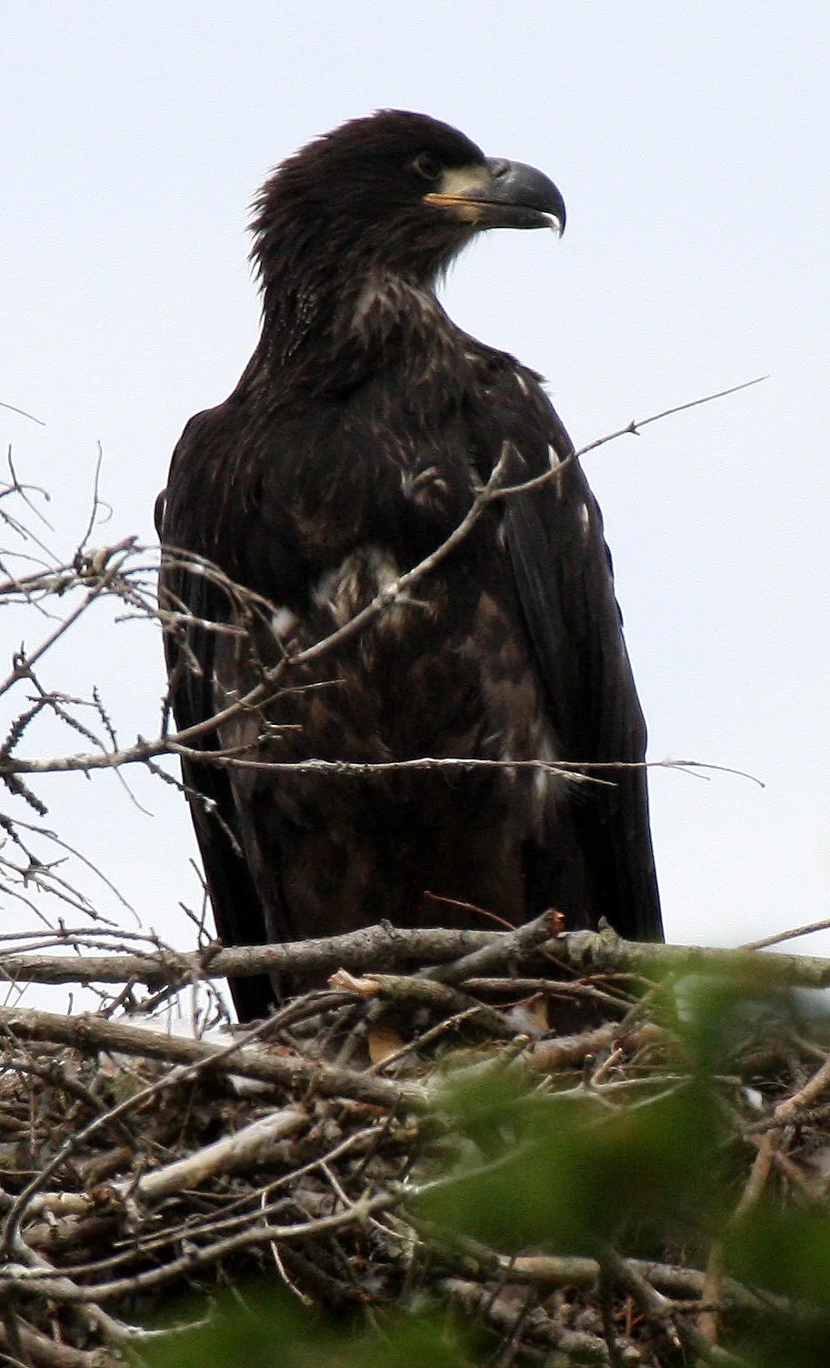 Haliaeetus leucocephalus - AMERICAN BALD EAGLE - CHICKS - CLINE SPIT OVERLOOK - SEQUIM DUNGENESS BLUFFS (41).JPG