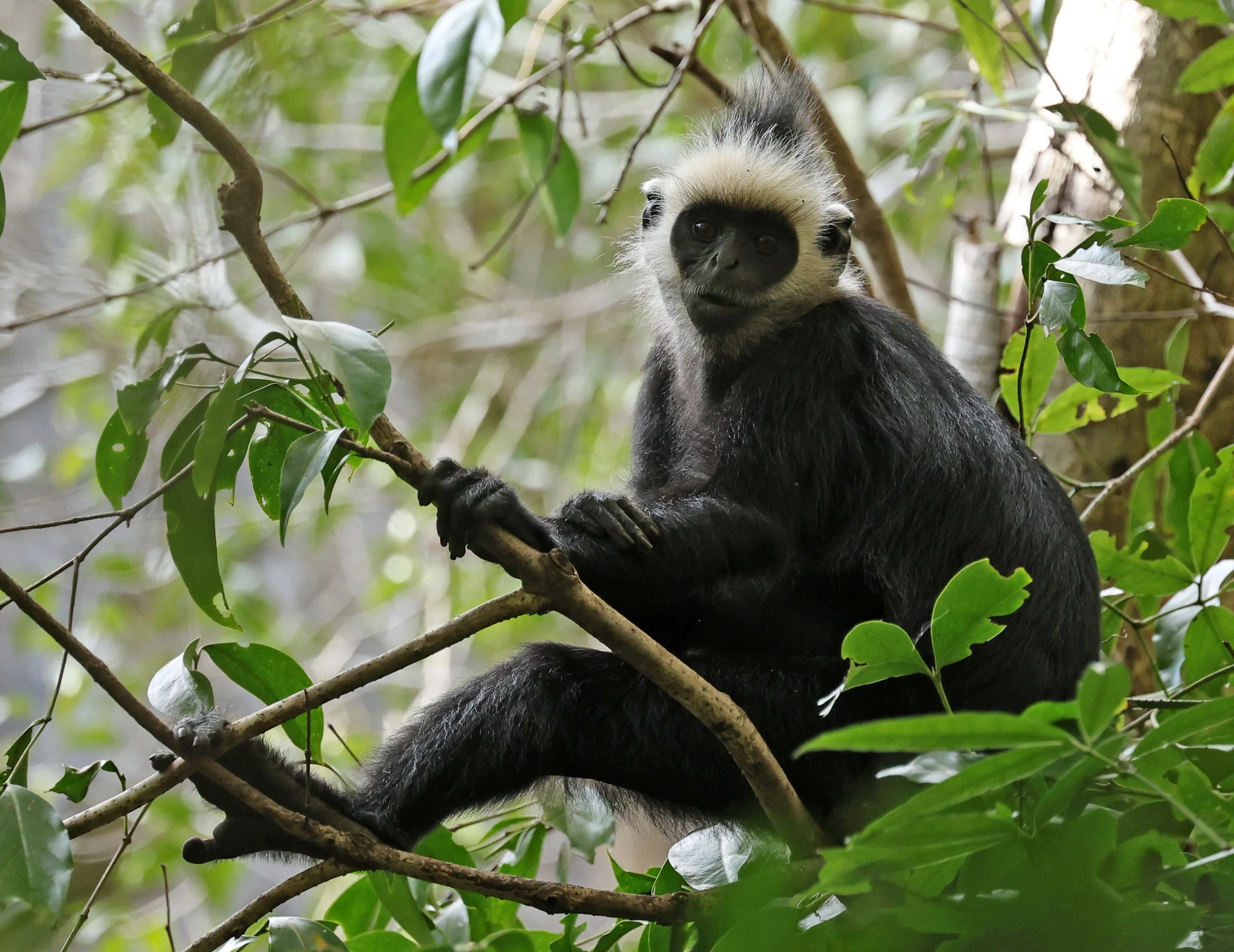 Laotian Langur or White-browed Black Langur (Trachypithecus laotum) The Rock Viewpoint, Khammouane Province Laos (101).jpg