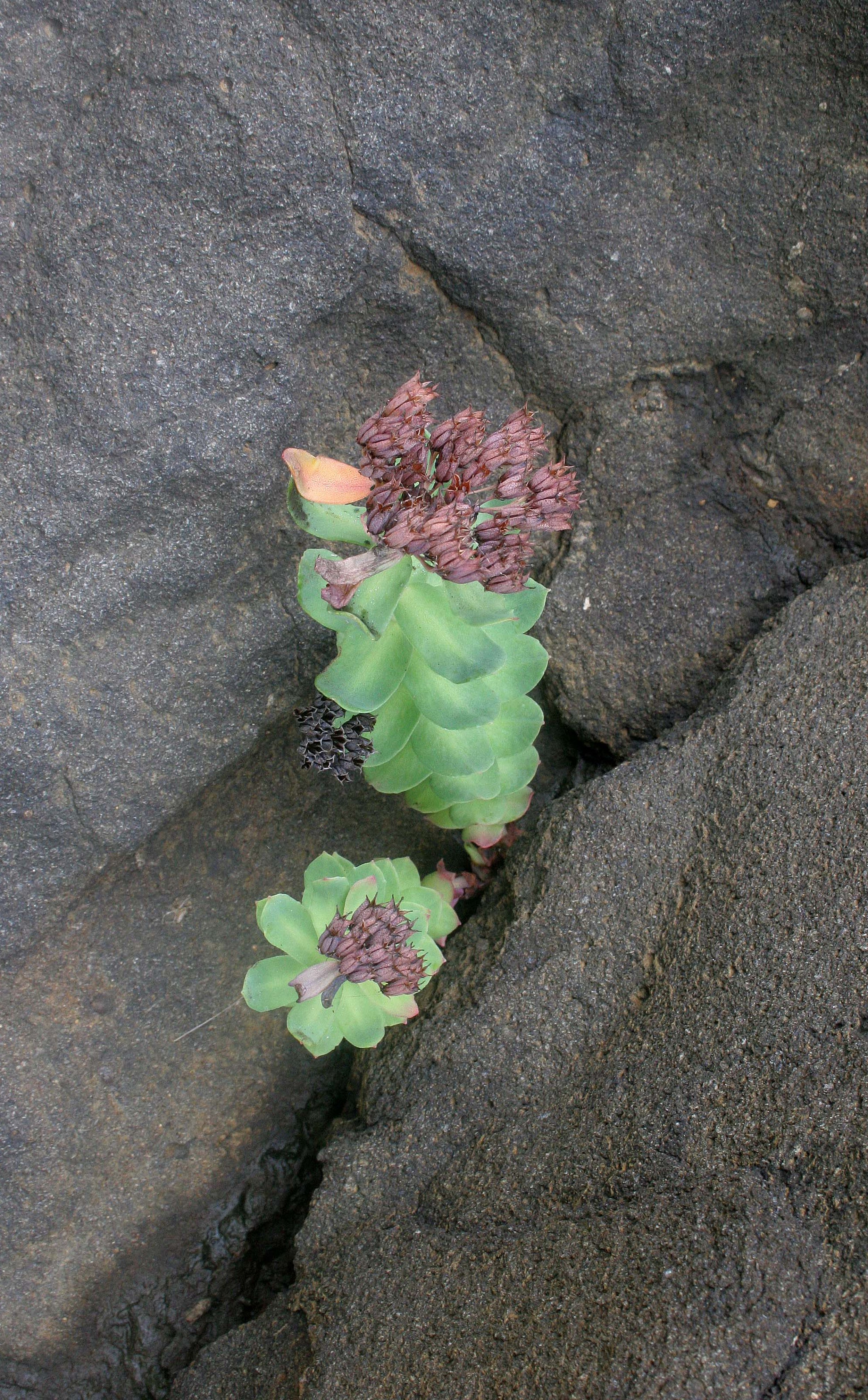 KURIL ISLANDS - FLORA  (75).jpg