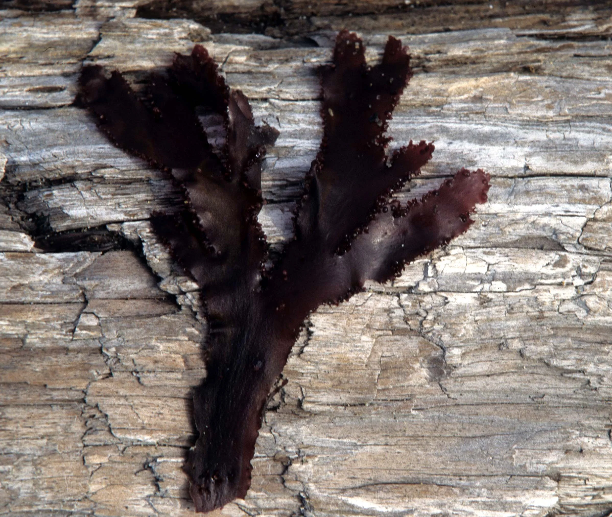 CALIFORNIA - BODEGA BAY - MARINE ALGAE SPECIES (2).jpg