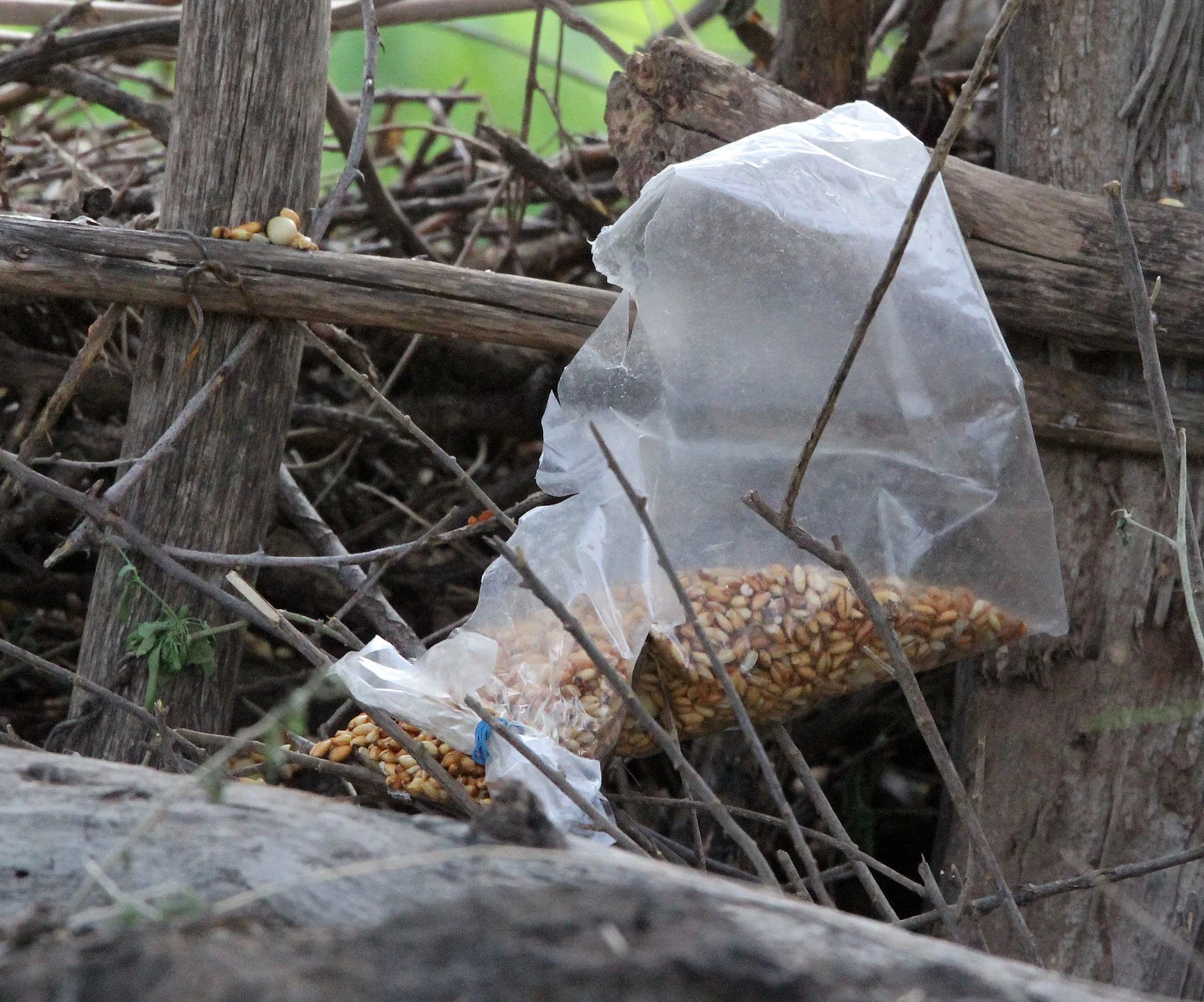 AWASH NATIONAL PARK ETHIOPIA.JPG
