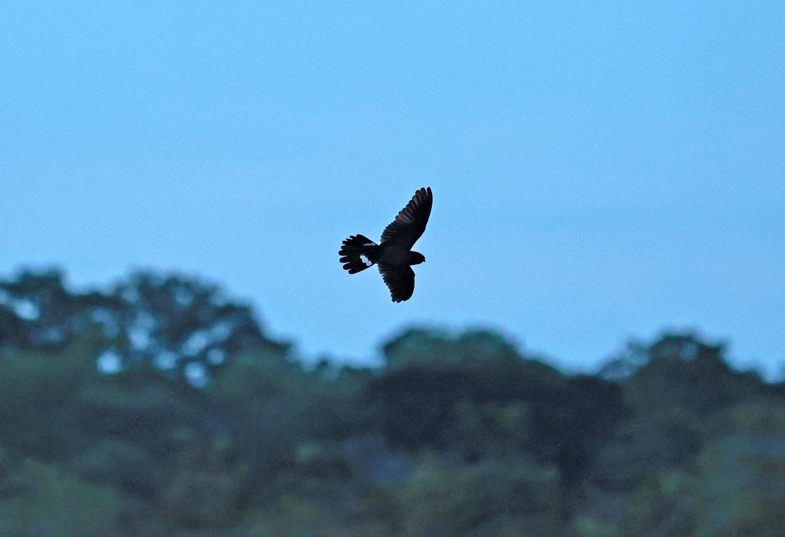 Nighthawk - Band-tailed Nighthawk - Nyctiprogne leucopyga - riau River & Rio Negro Region Southwest of Manaus (3).jpg