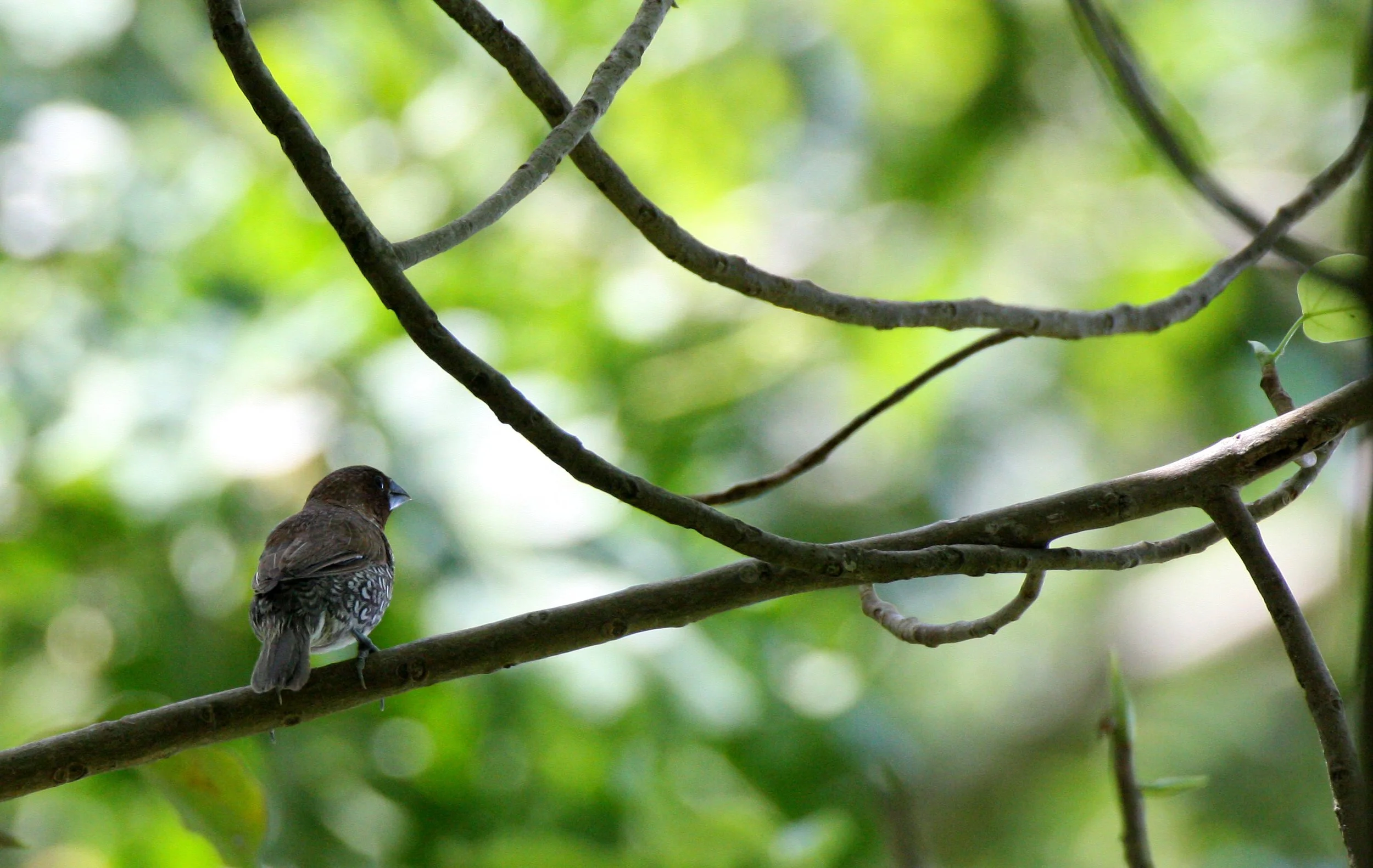 MUNIA - SCALY BREASTED MUNIA - Lonchura punctulata - NAKHON THAILAND' (4).JPG