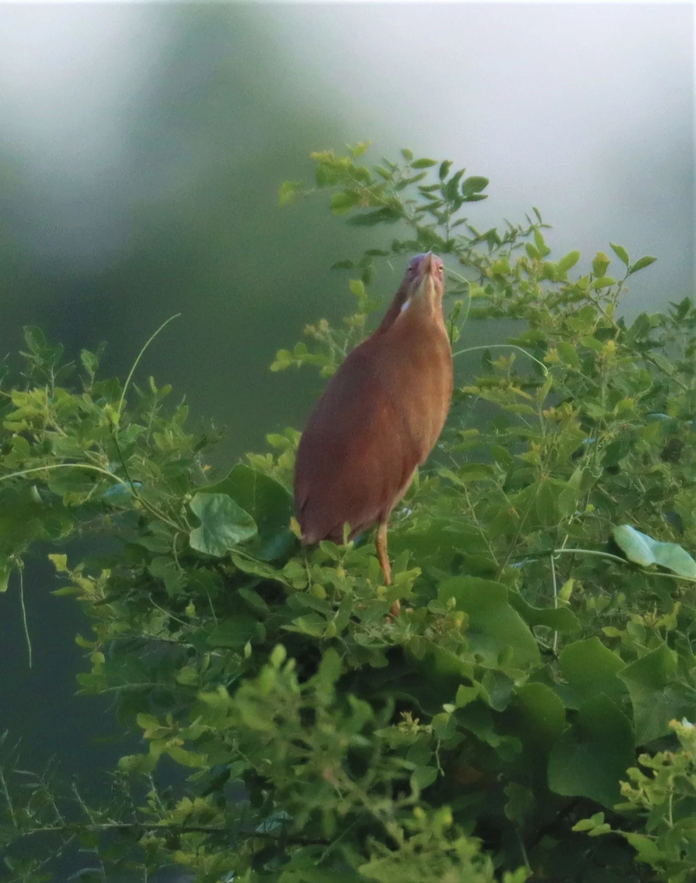 BITTERN - CINNAMON BITTERN (CHESTNUT BITTERN) - Ixobrychus cinnamomeus - PATHUM THANI RICE RESEARCH CENTER (27).jpg