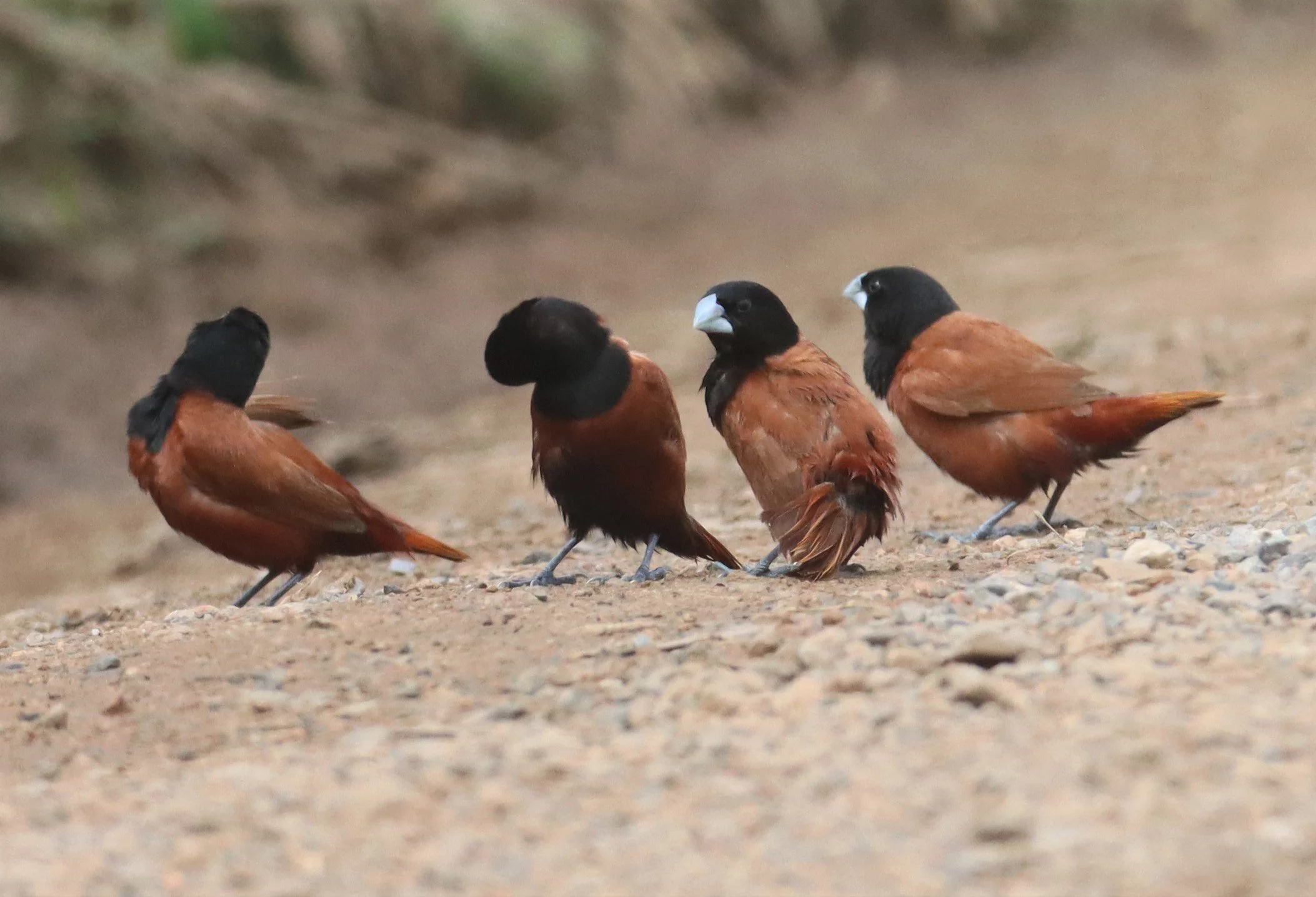 MUNIA - BLACK-HEADED MUNIA - Lonchura malacca -  WITH SCALY-BREASTED MUNIA - THAP YAO RICE FIELDS LAT KRABANG JUNE 2021 (8).jpg