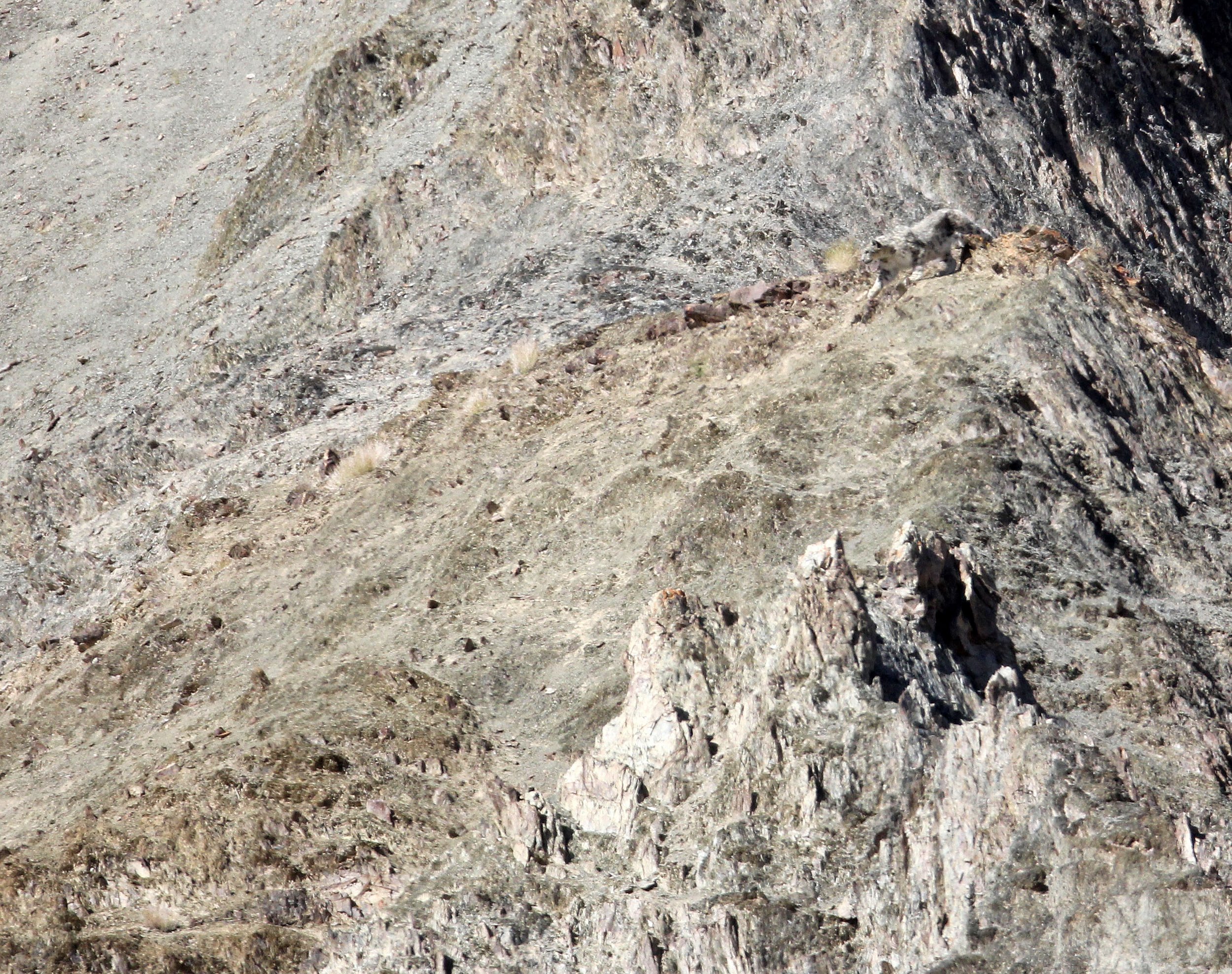Panthera uncia - SNOW LEOPARD - HEMIS NATIONAL PARK - LADAKH INDIA - JAMMU & KASHMIR STATES (164).JPG