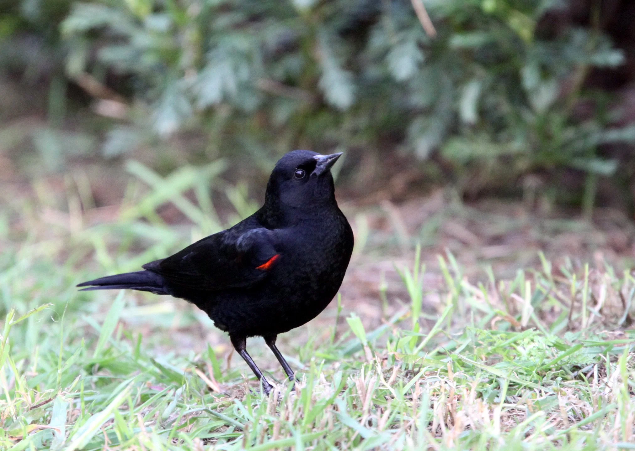 Red-winged Blackbird (Agelaius phoeniceus) Sunset Beach State Park California.JPG