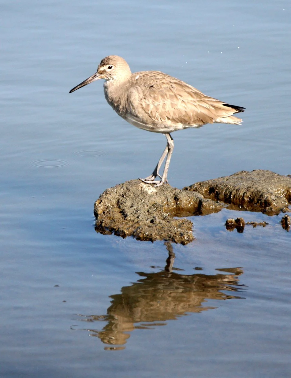 BIRD - WILLET - ARCATA MARSH CALIFORNIA (6).JPG